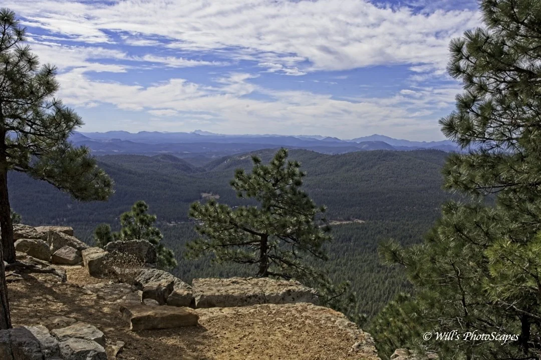 Mogollan Rim Tree (12x18)