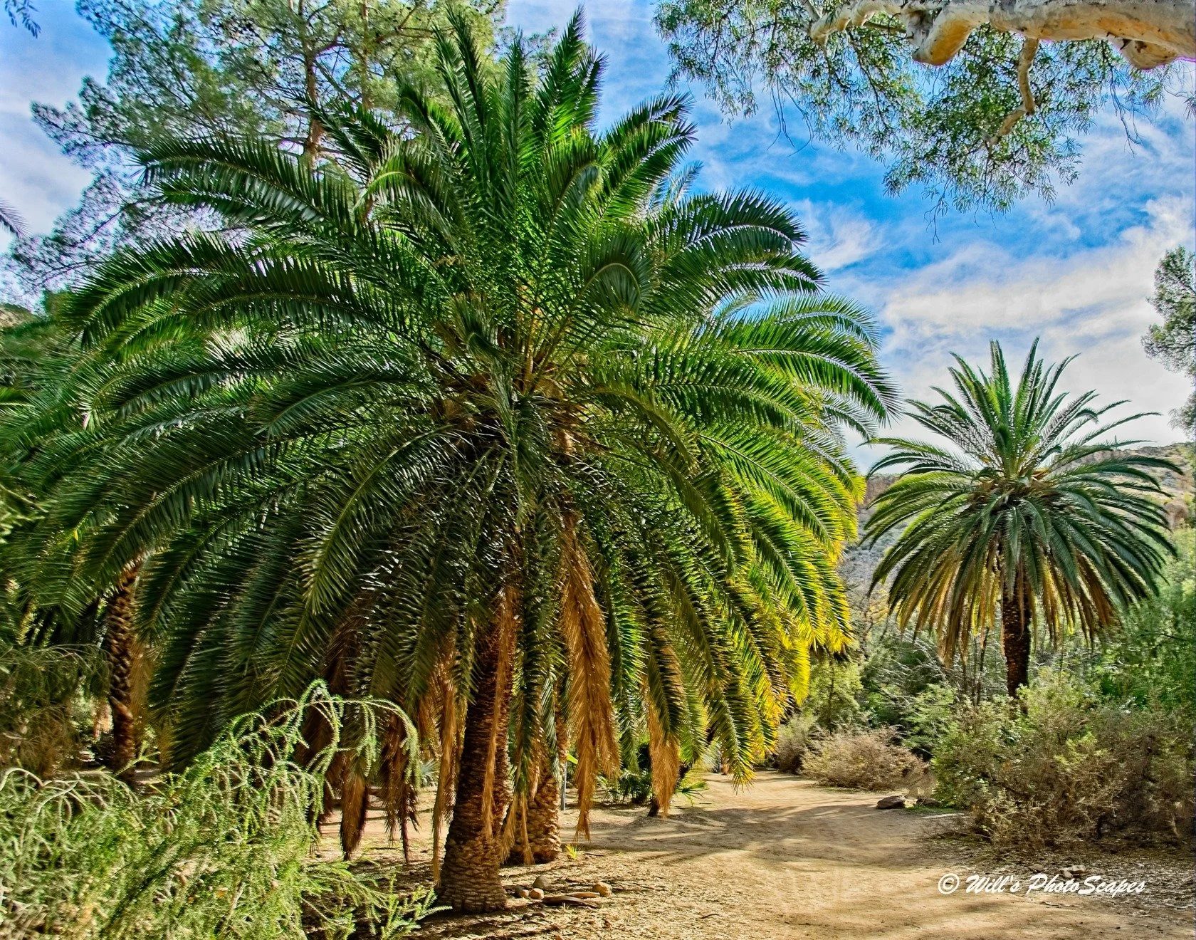 Strolling Among the Palms (11x14)