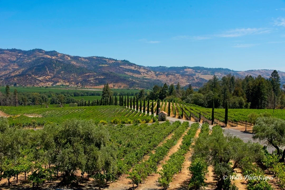 Napa Vineyard 2 (12x18)