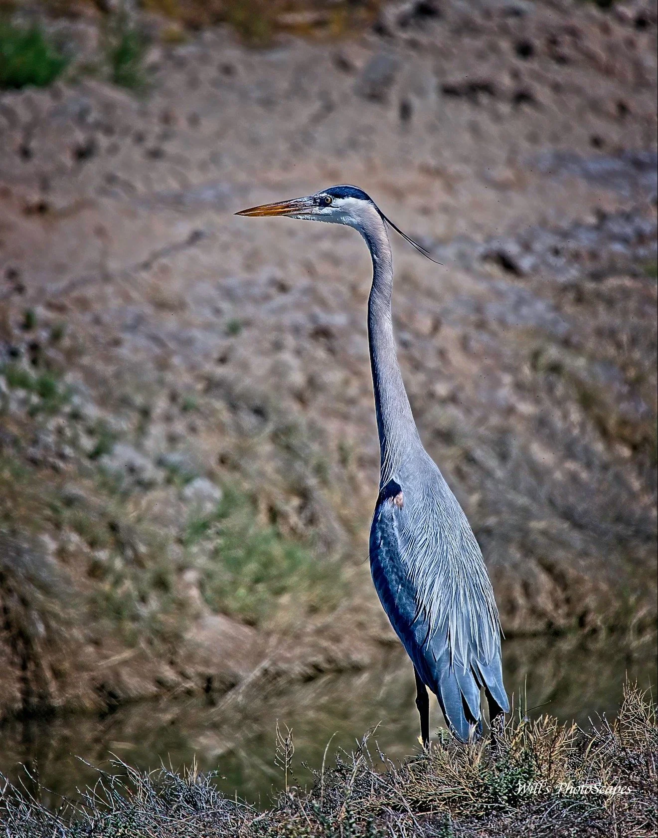 Henry the Heron (14x11)