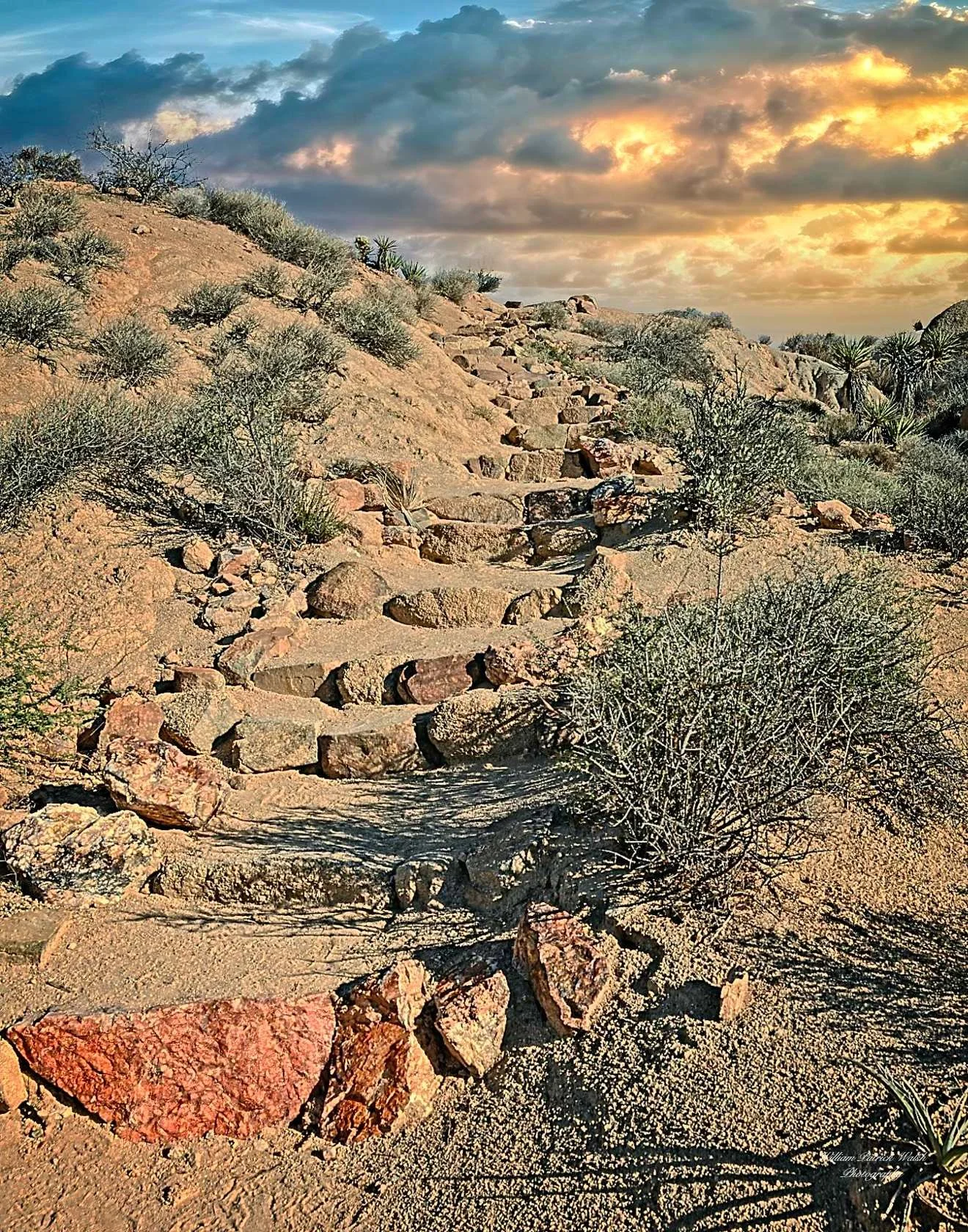 Cottonwood Steps (14x11)