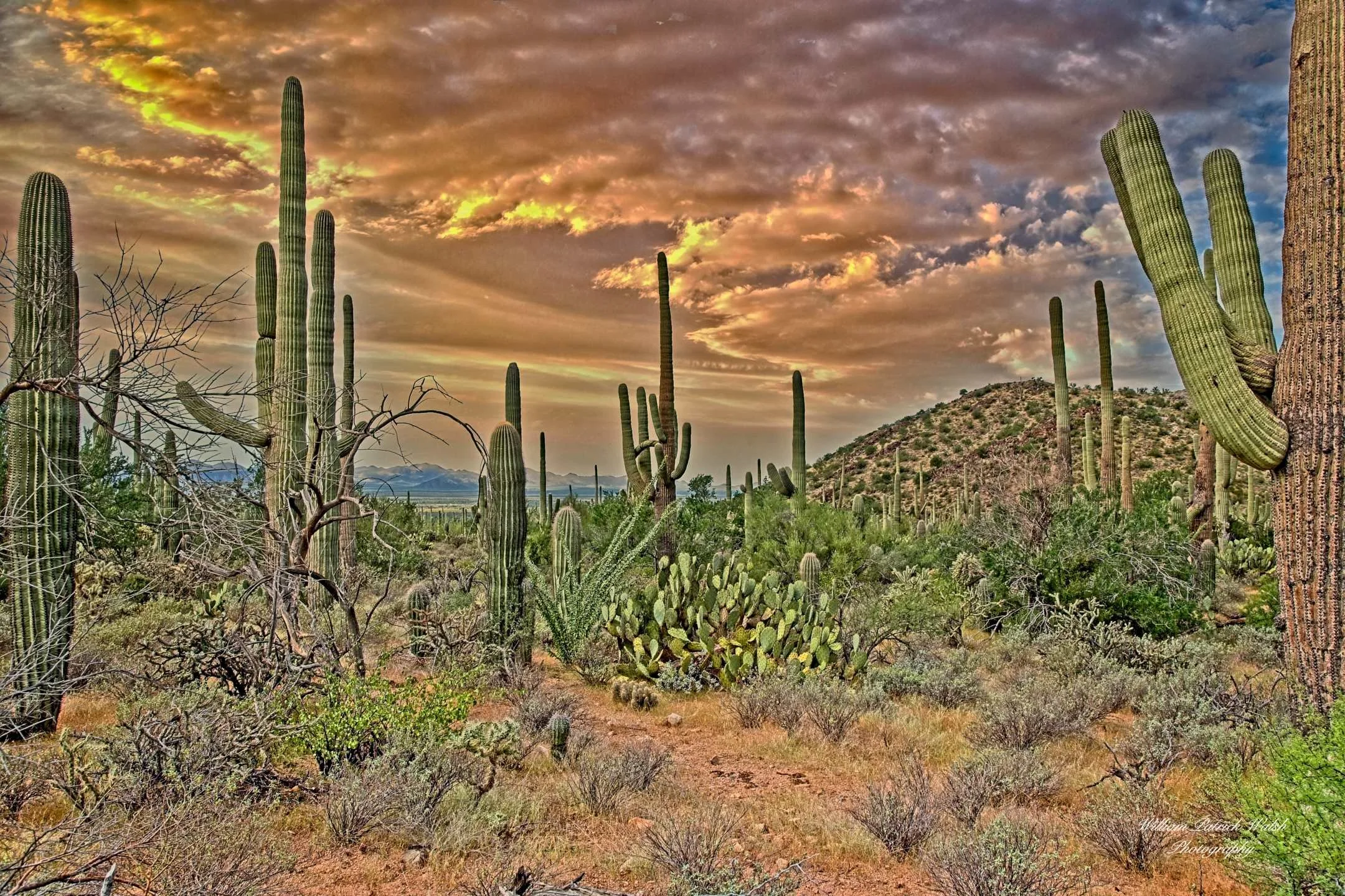 Saguaro National Park