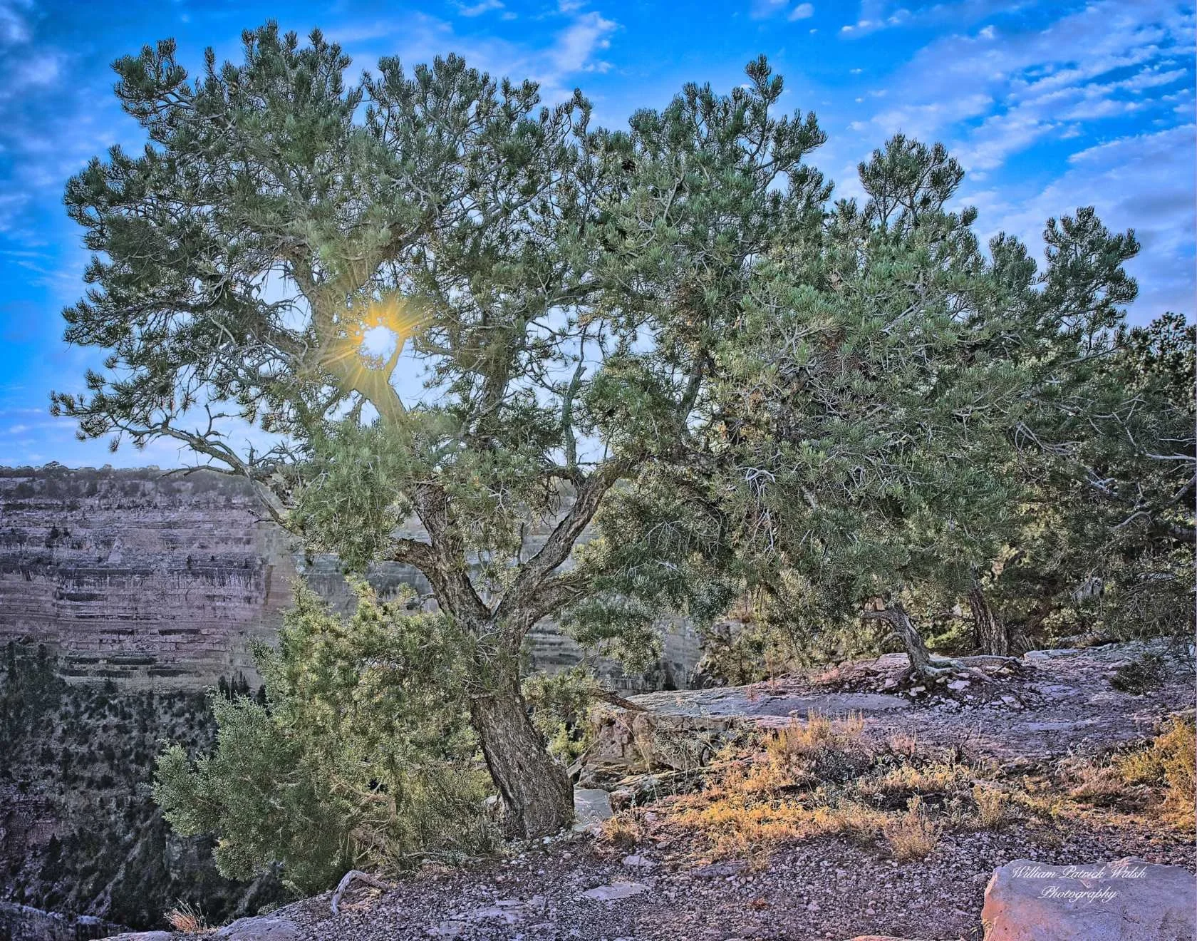 Juniper Sunburst (11x14)