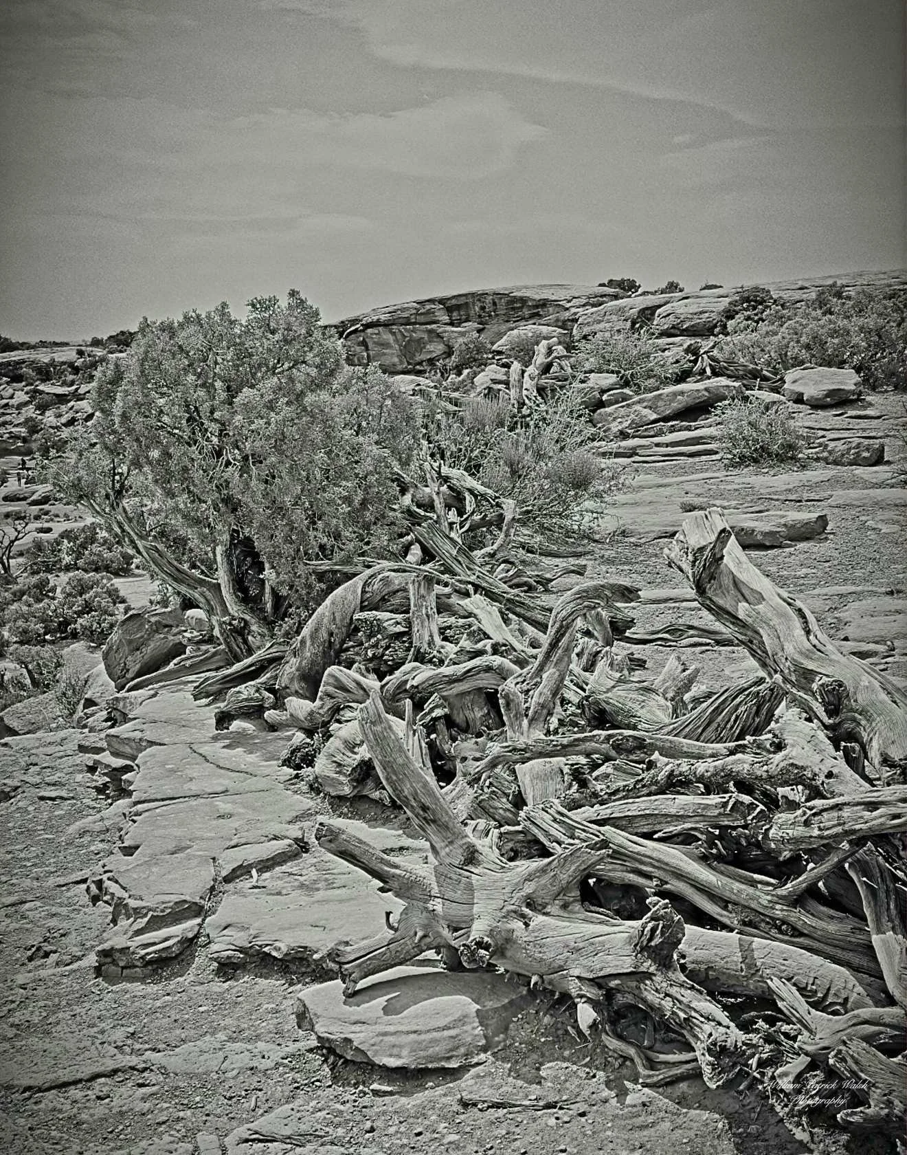 Rough Branches (14x11)