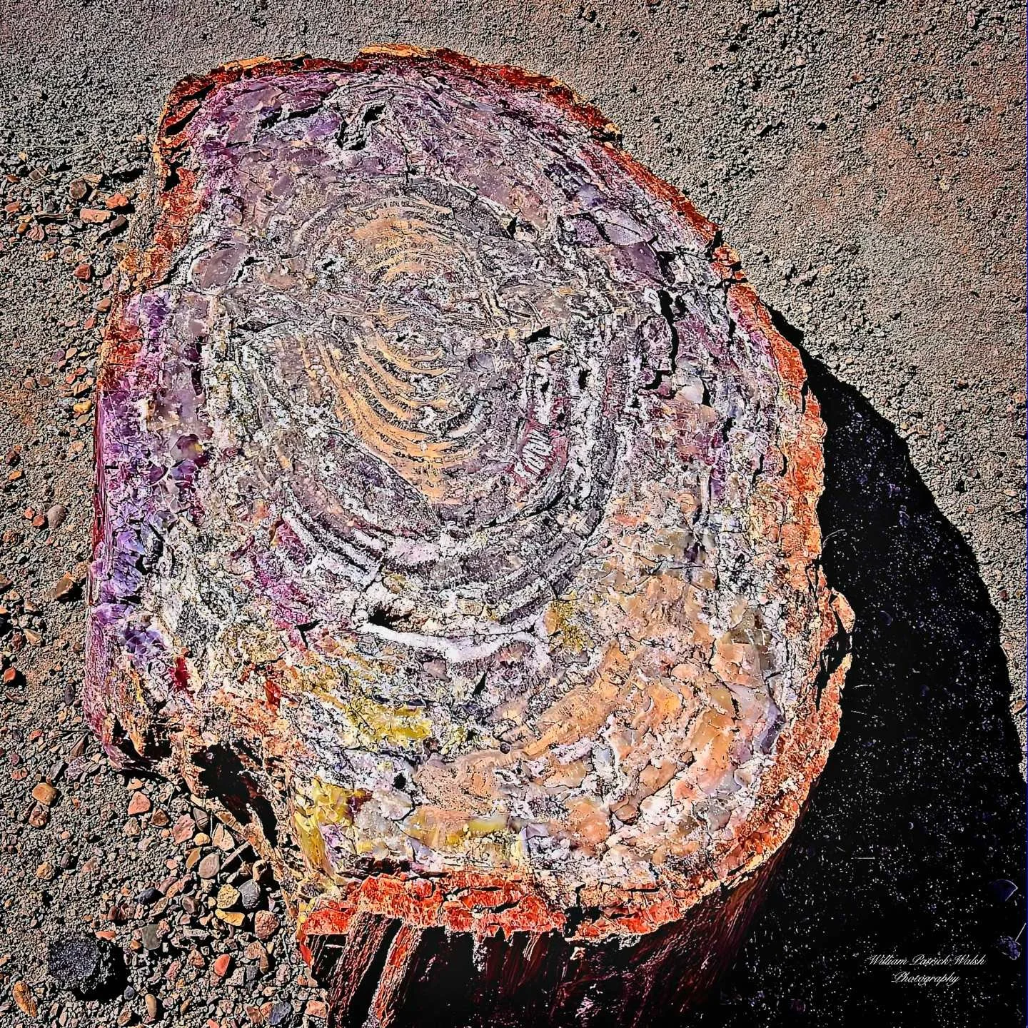 Petrified Wood 5 (12x12)