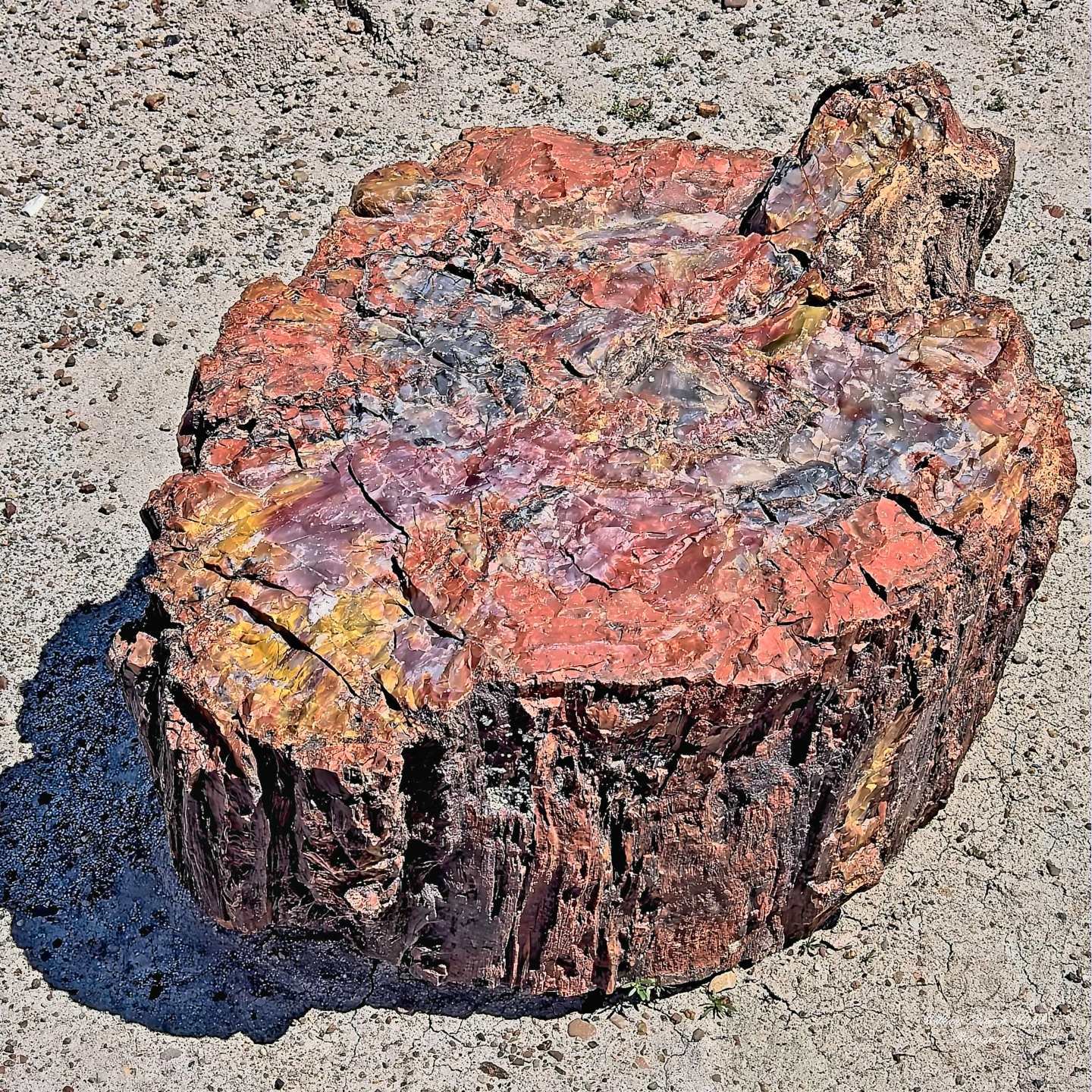 Petrified Wood 4 (12x12)