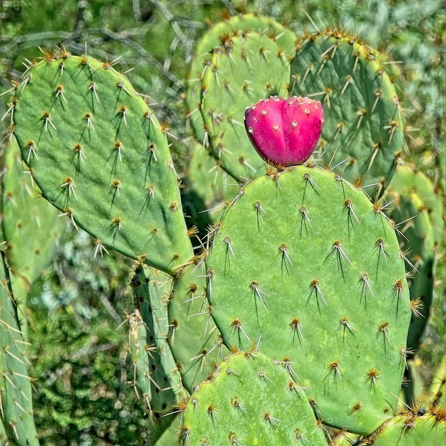 Paddle Cactus (12x12)