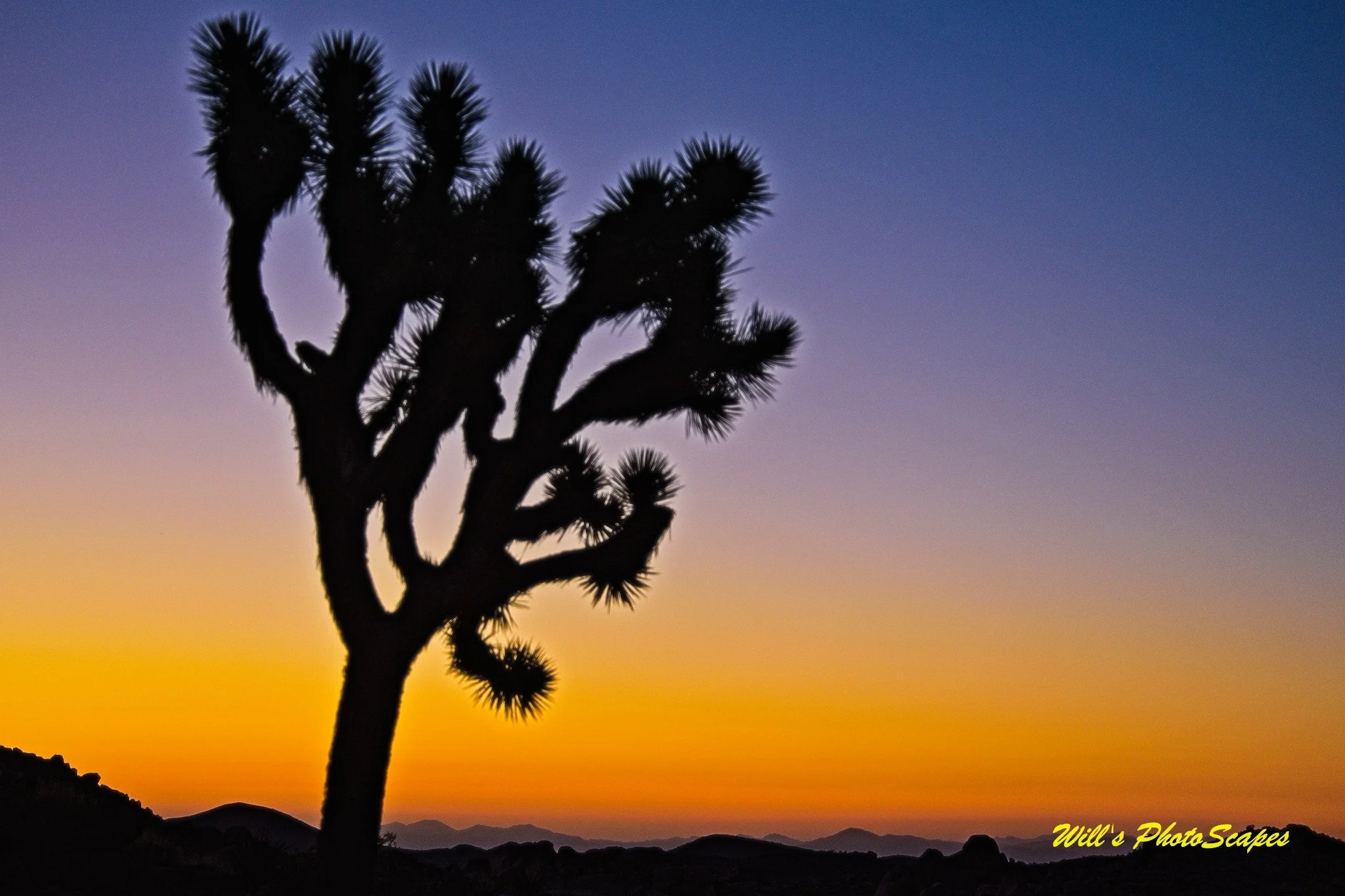 Dawn On the Horizon at Joshua Tree.jpg
