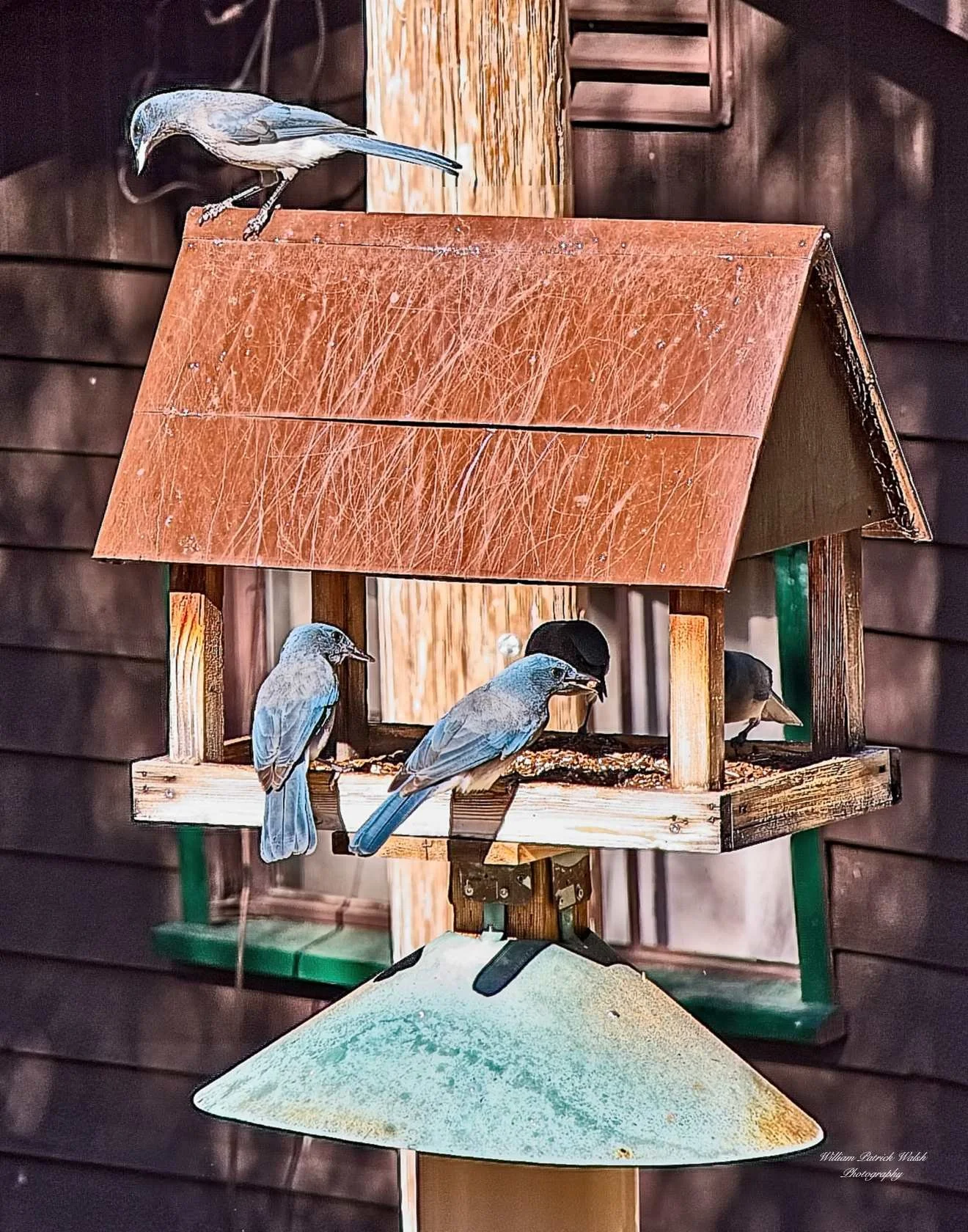 Birdhouse Blues (14x11)