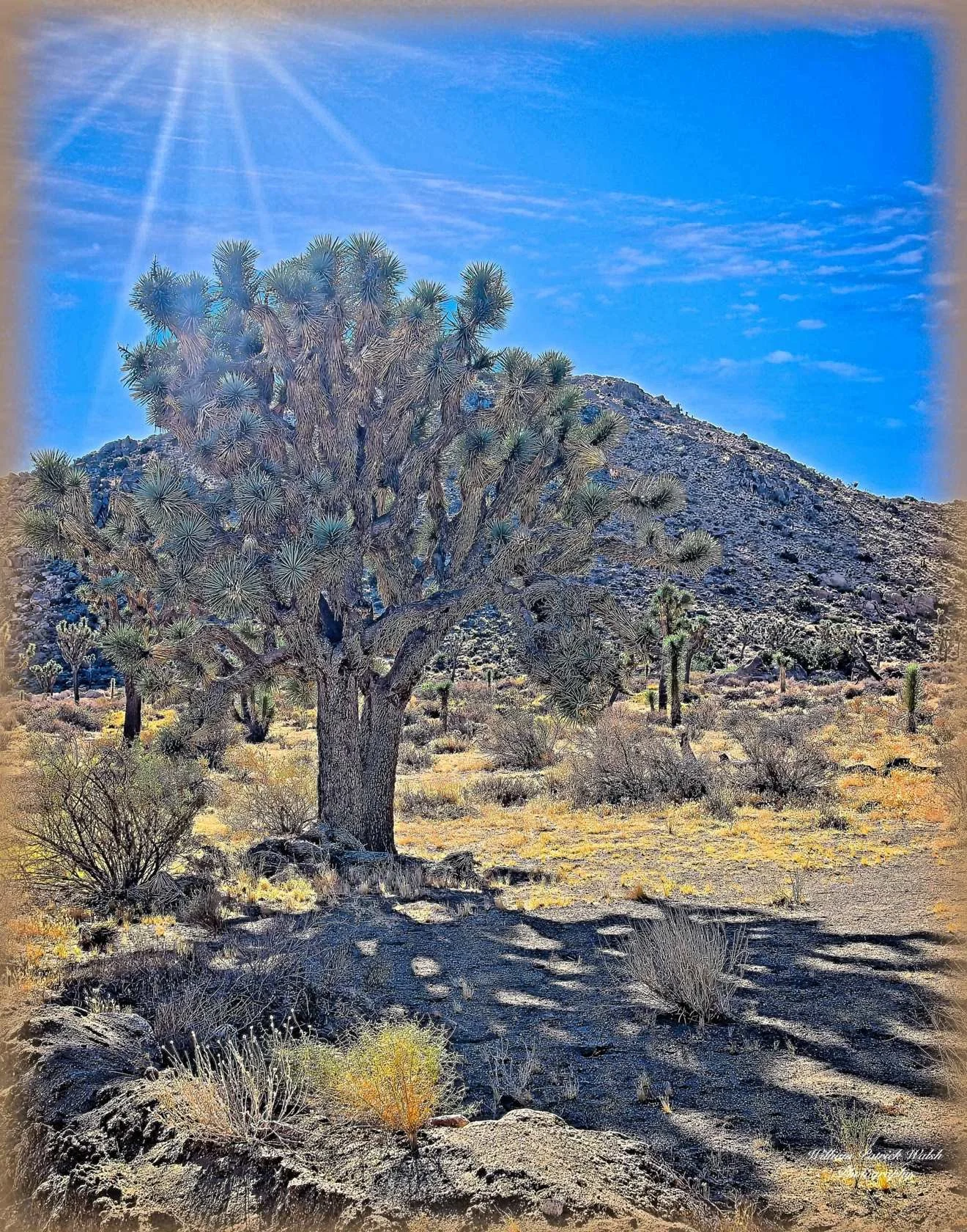 Light and Shadows (14x11)