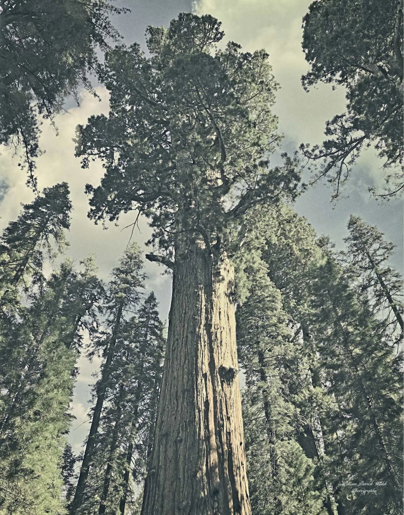 Perspective: Greater Than Ourselves - General Sherman in Sequoia (14x11)