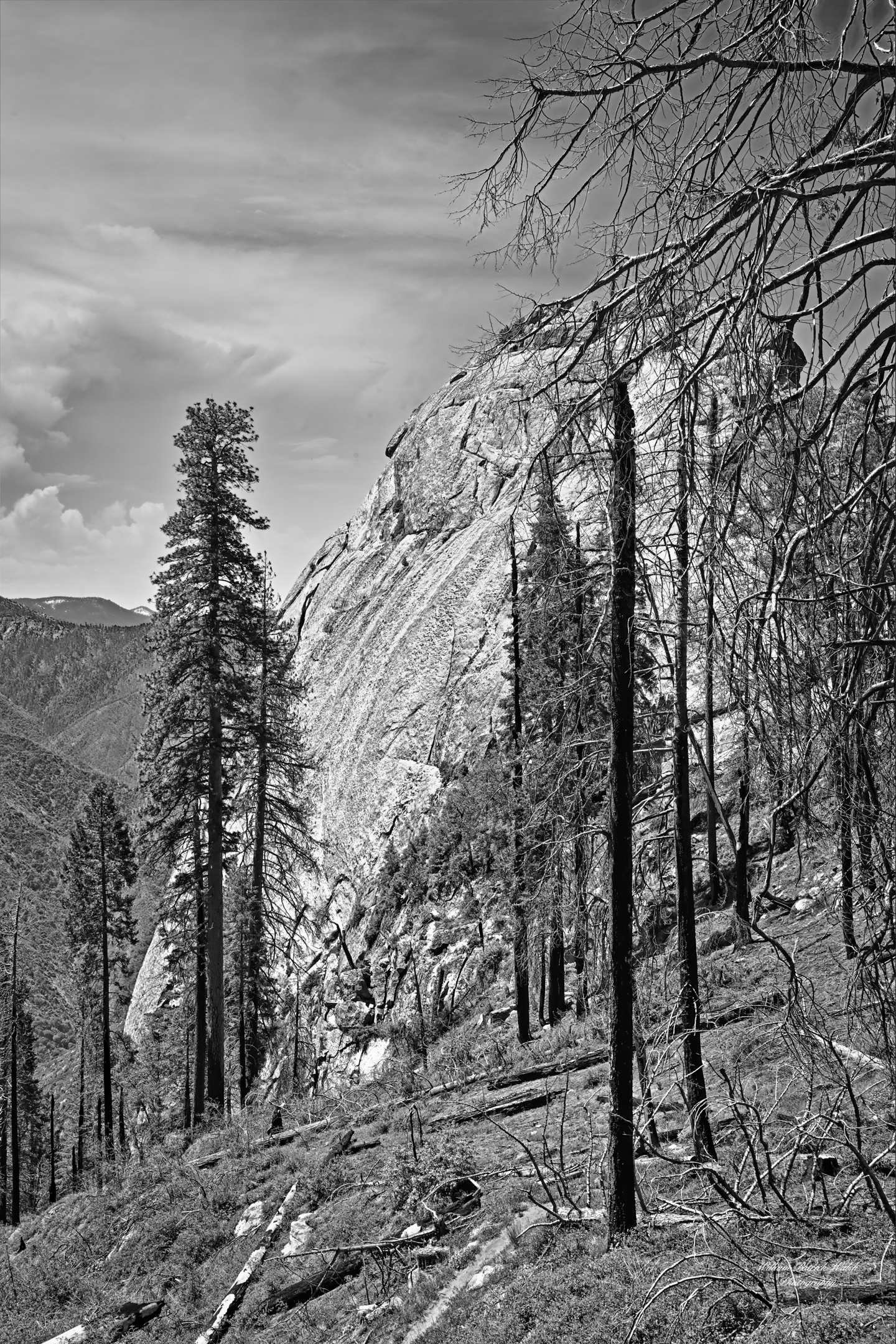 Sequoia Morrow Rock (18x12)