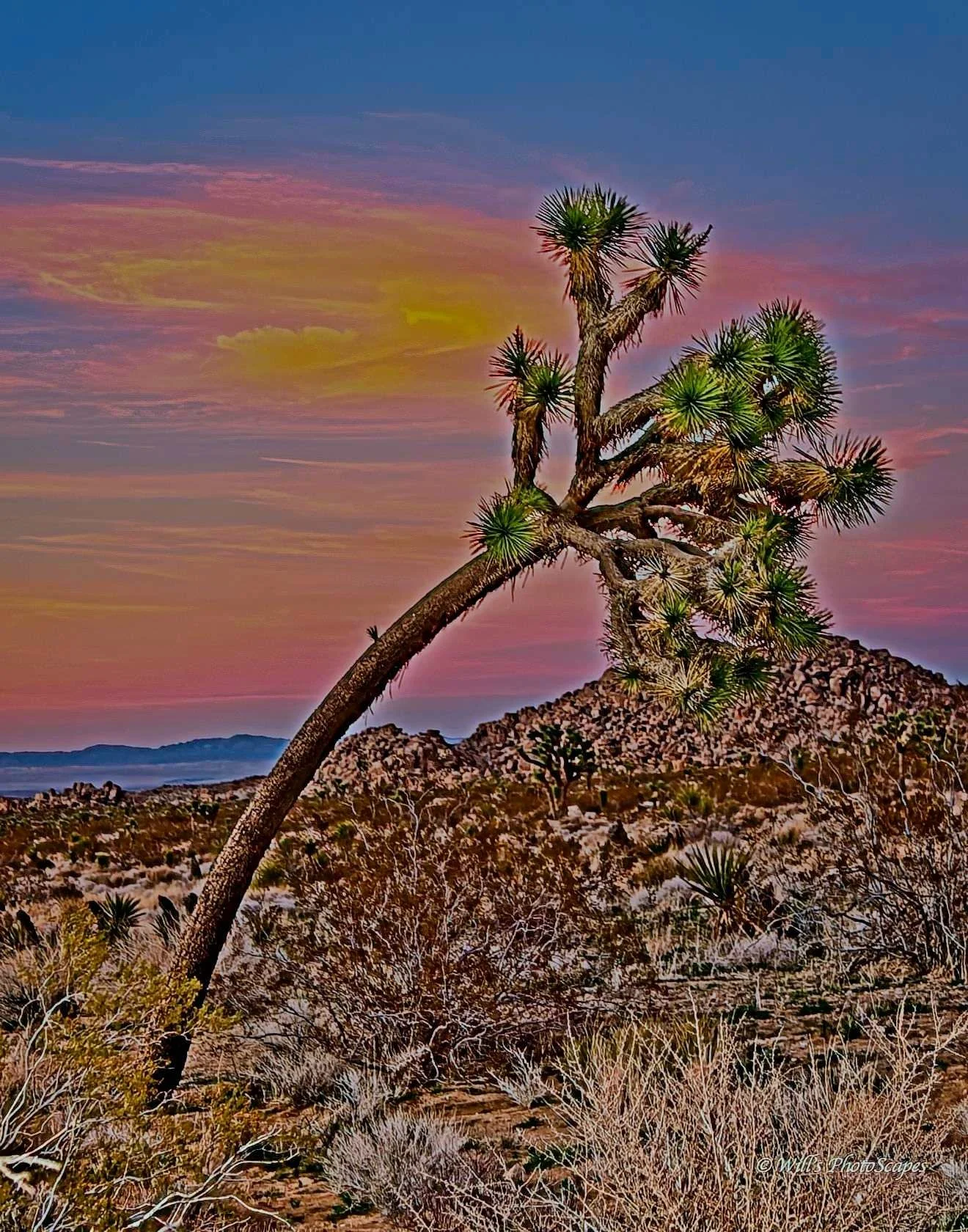 Windblown Sunset (14x11)