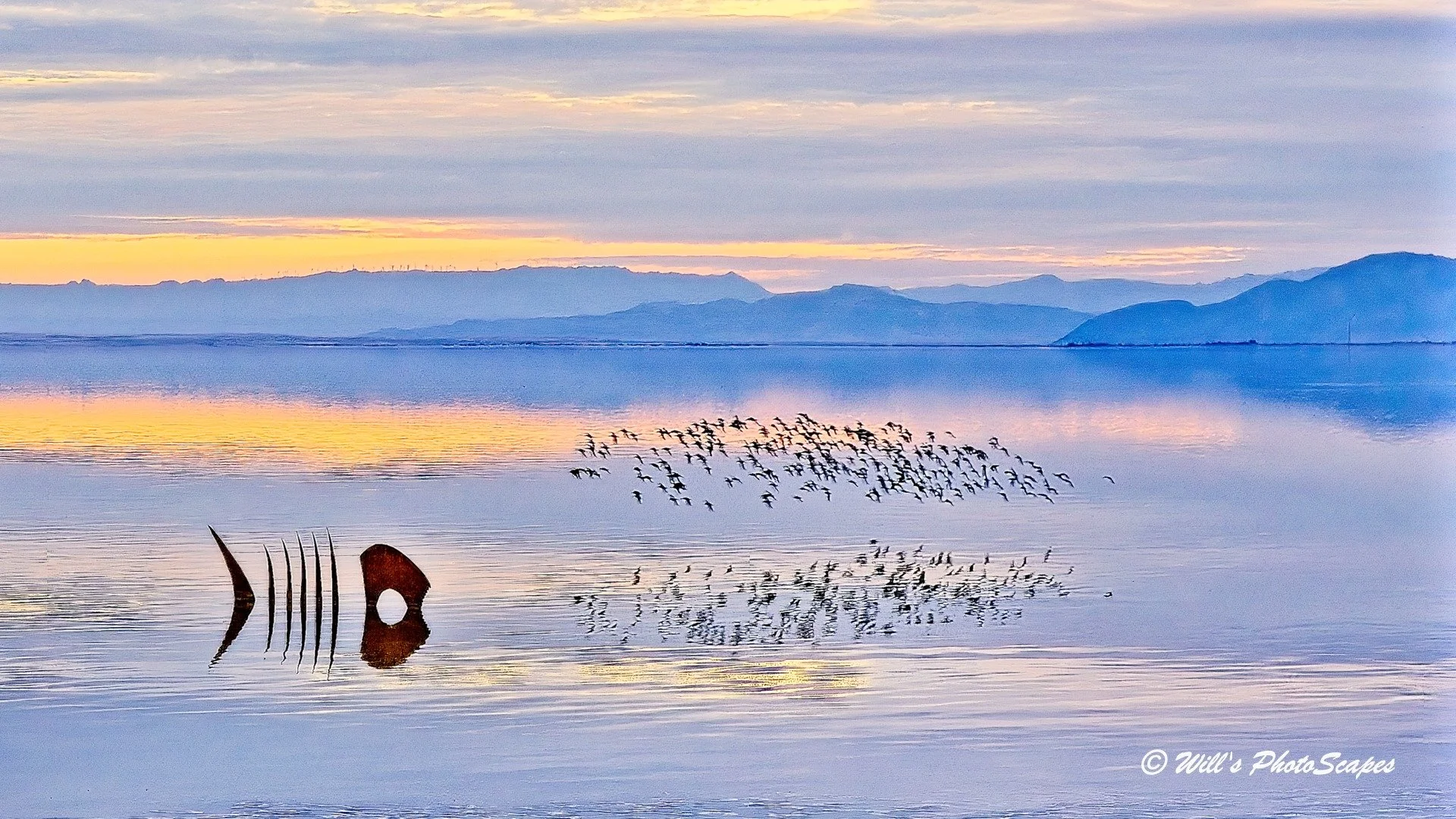 Birds Over the Salton Sea (9x16)
