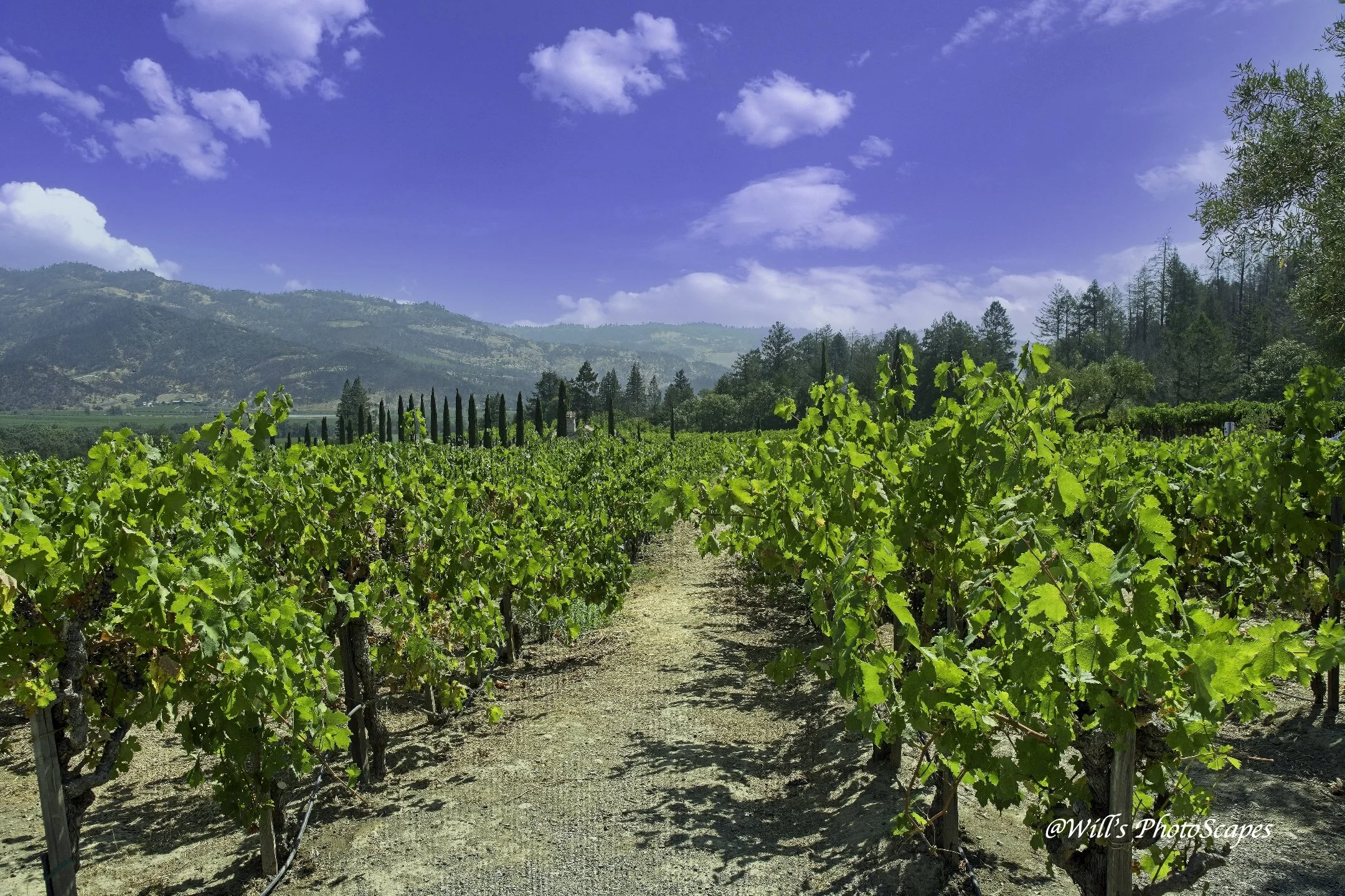 Vineyard View (12x18)