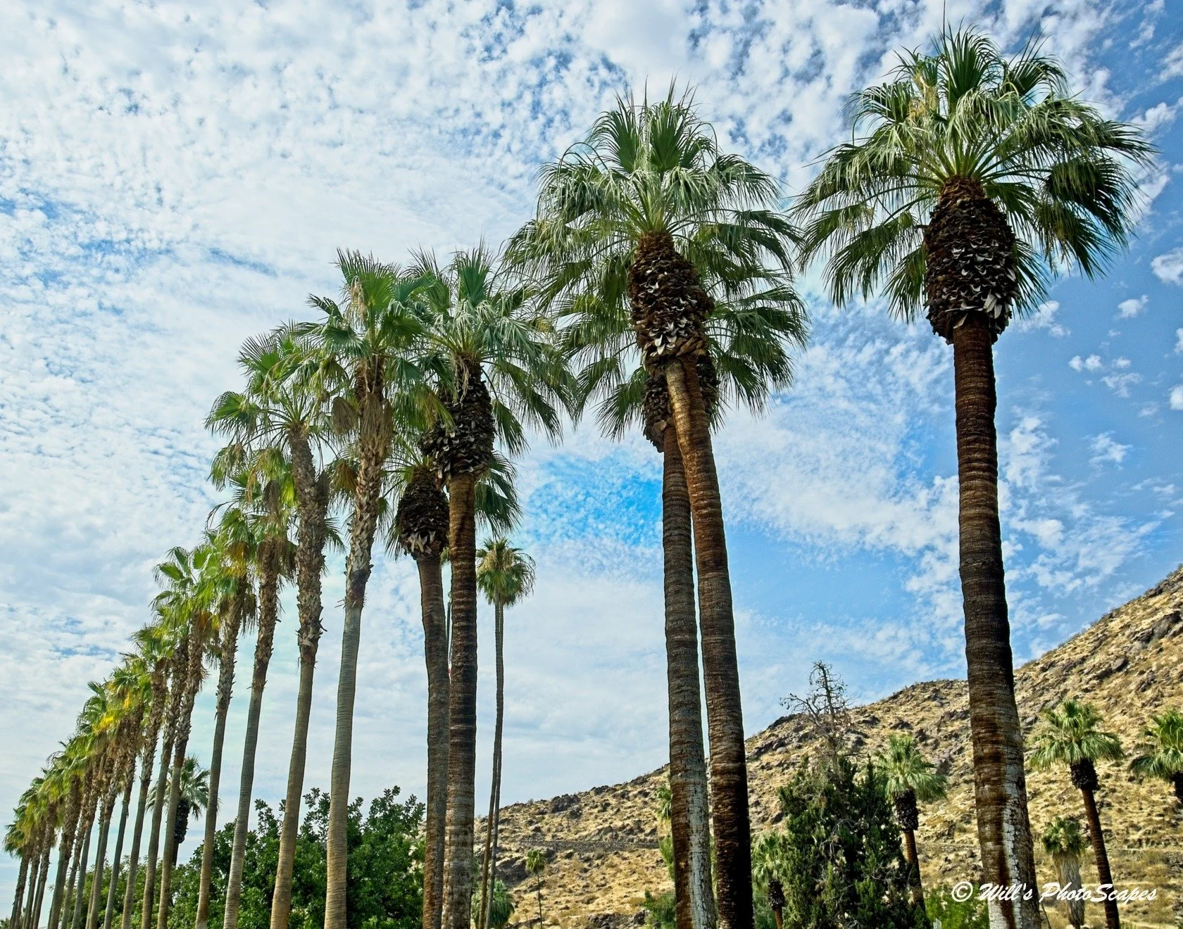 Palm Springs Eternal (11x14)