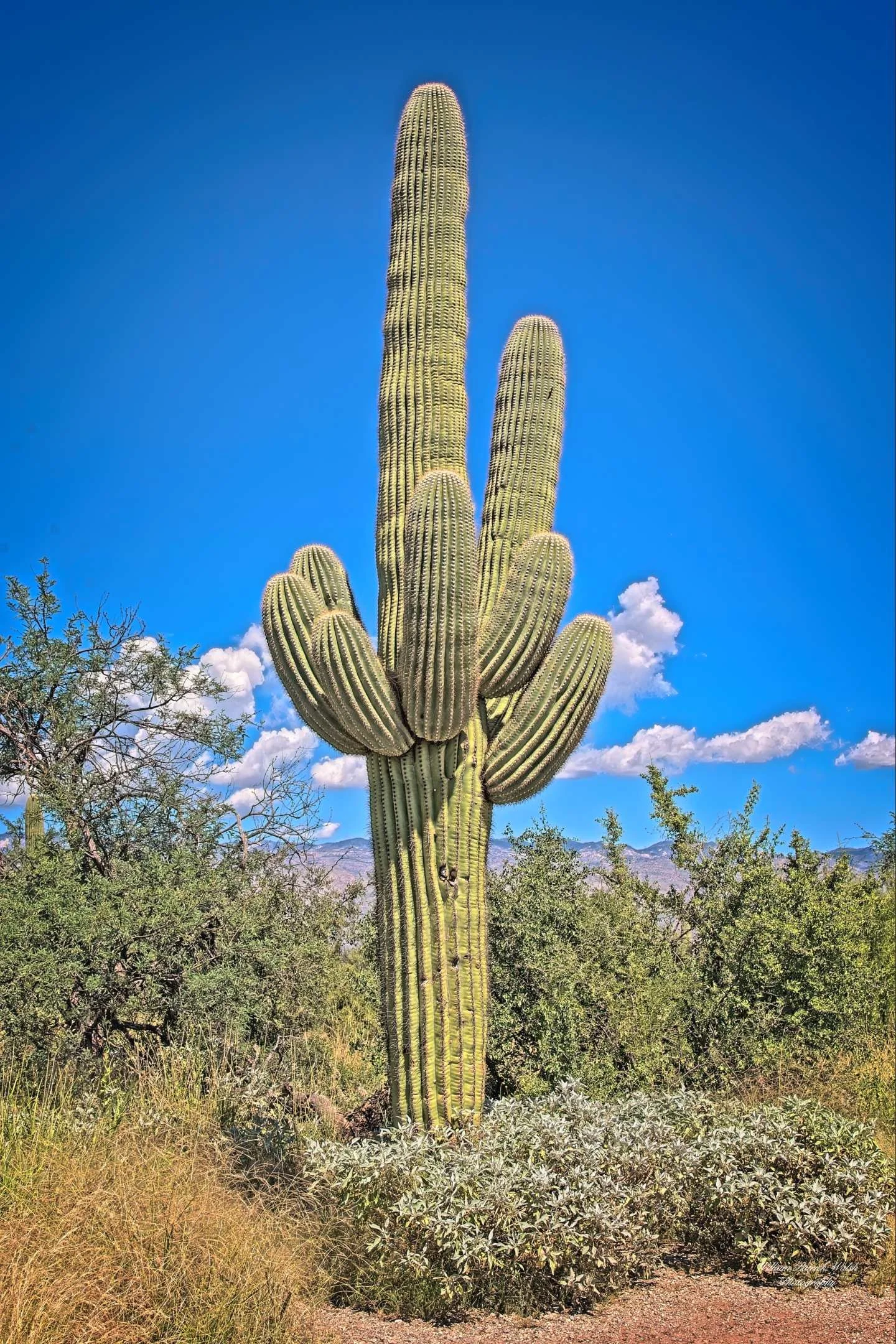 Perfect Saguaro (18x12)