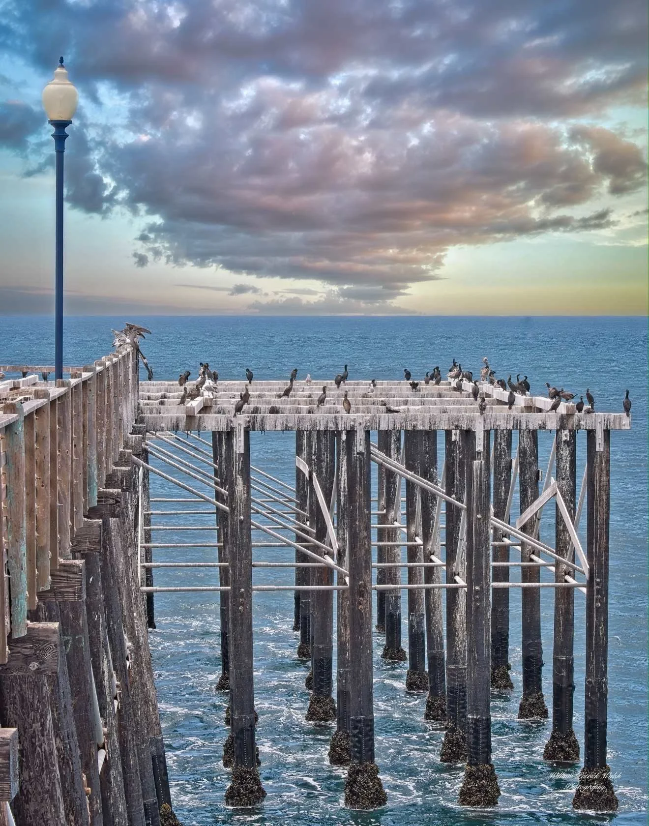Oceanside 3 - Birds on the Pier (14x11)