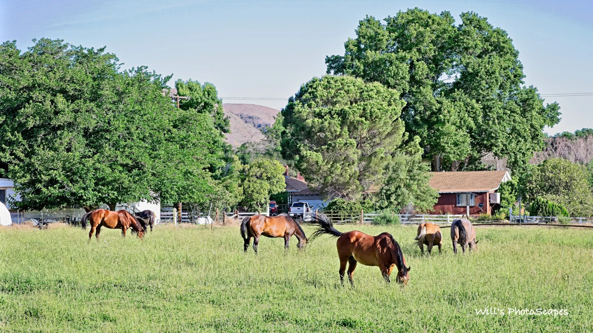 Lone Pine Horses (9x16)