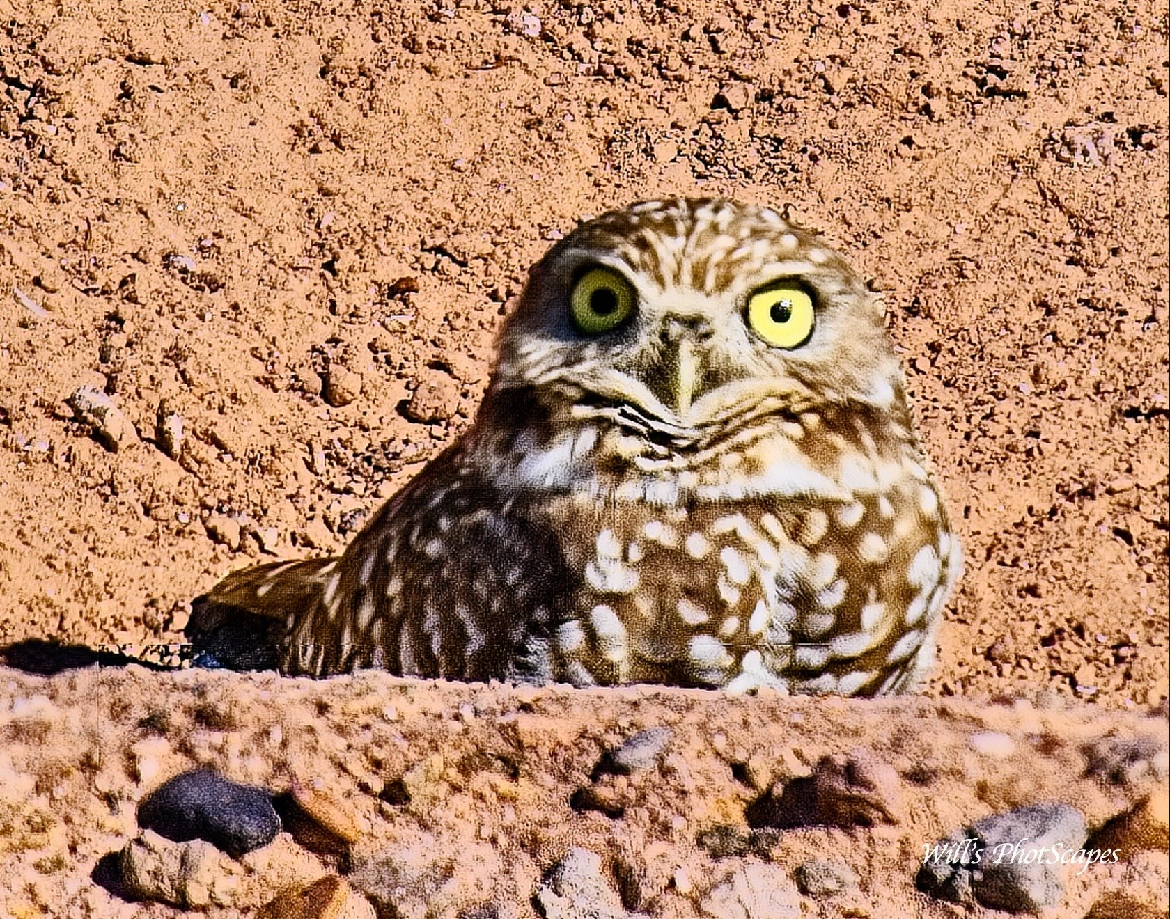 Owl's it Going? (11x14)