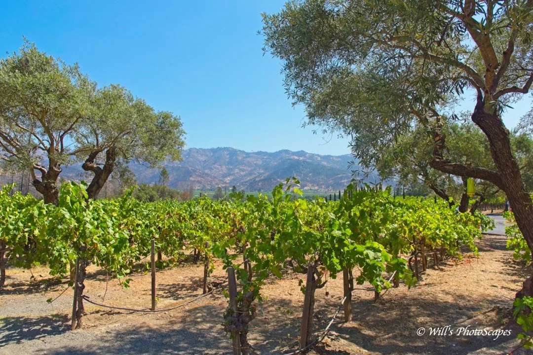Napa Vineyard 1 (12x18)