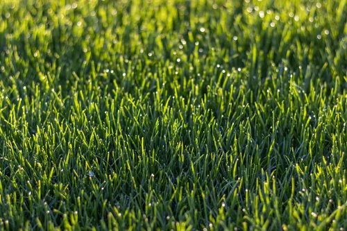 Kentucky Bluegrass