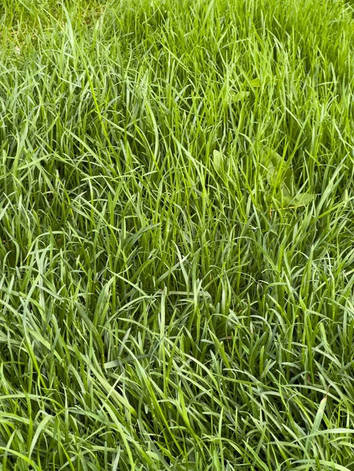 Perennial Ryegrass