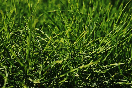 Bentgrass