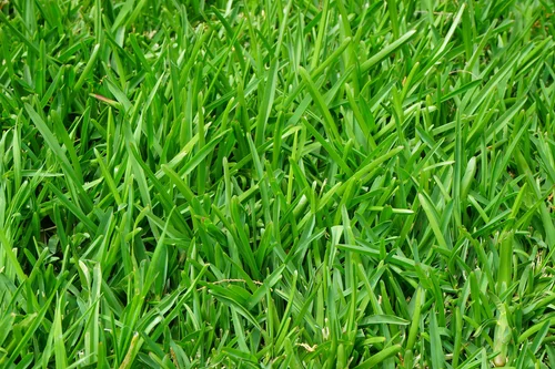 Tall Fescue