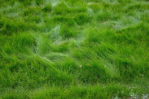 Fine Fescue
