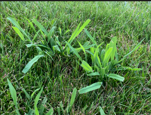 The Complete Crabgrass Control Guide