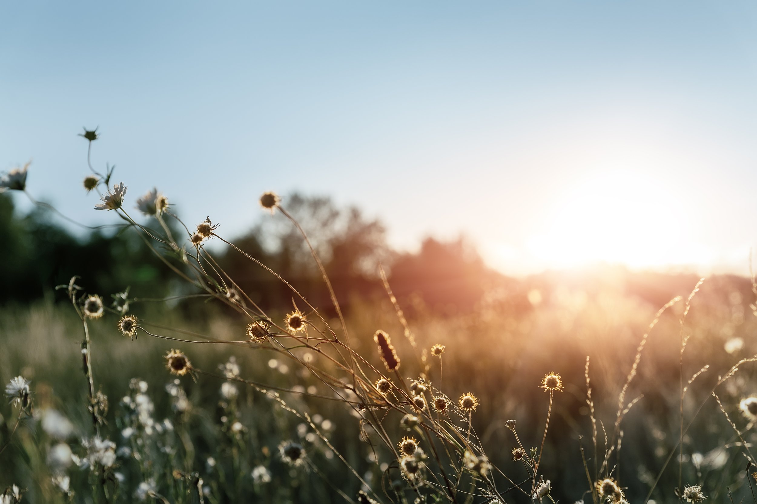 Wildflowers and grasses illuminated by the setting sun, with a clear blue sky in the background.