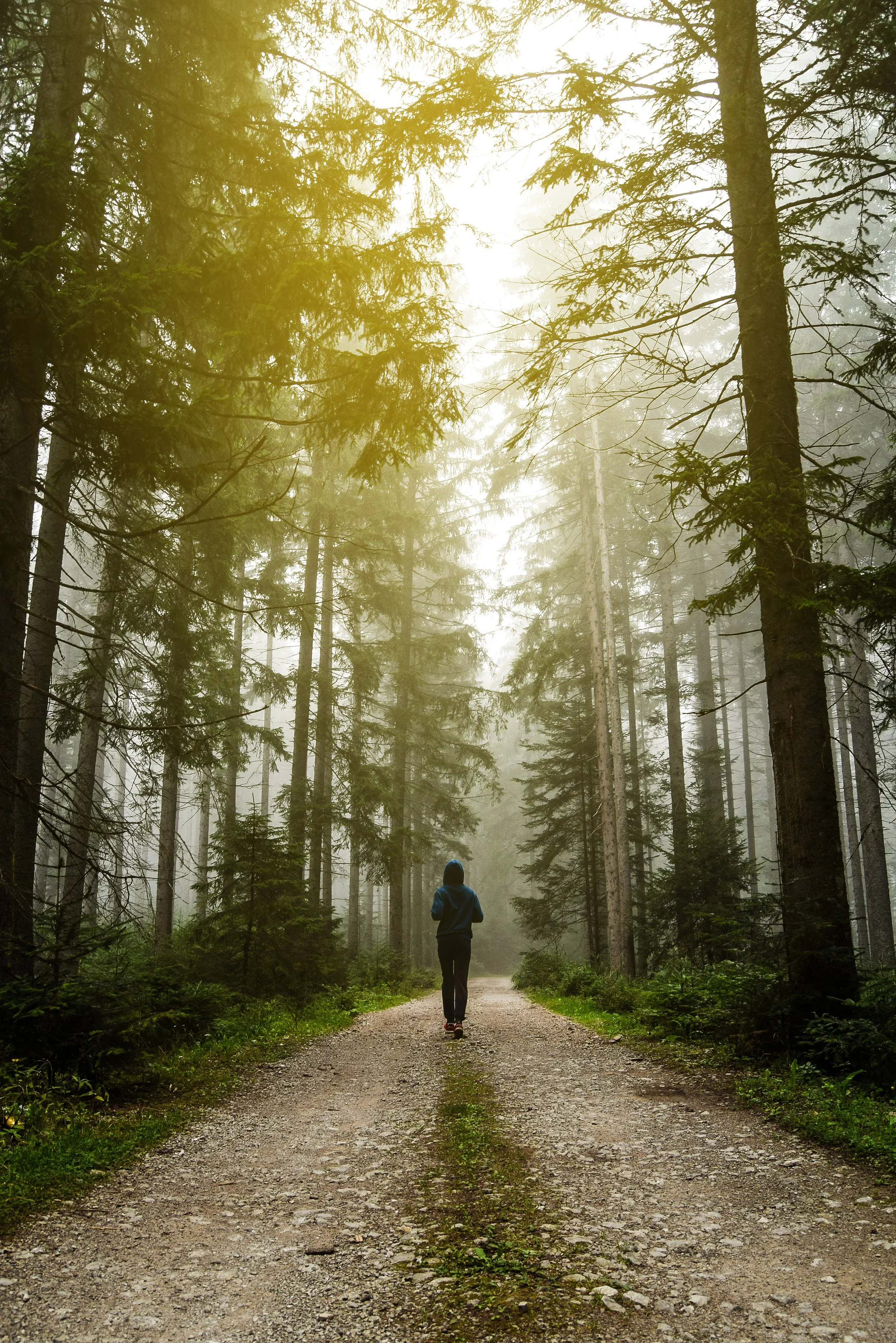 A person walking along a forest trail surrounded by tall trees, with sunlight filtering through the foggy, lush green pine forest.