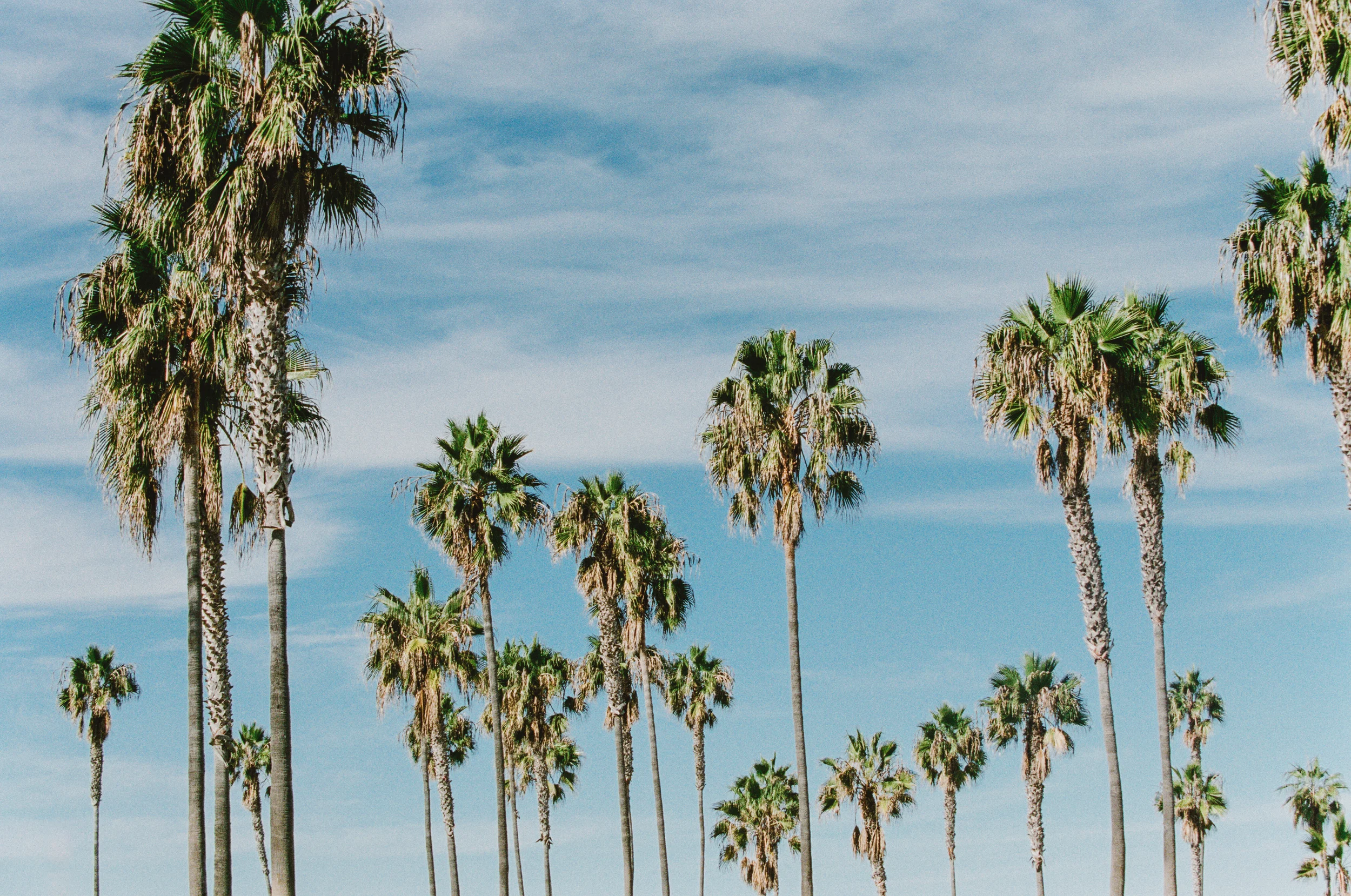 palms-1.jpg