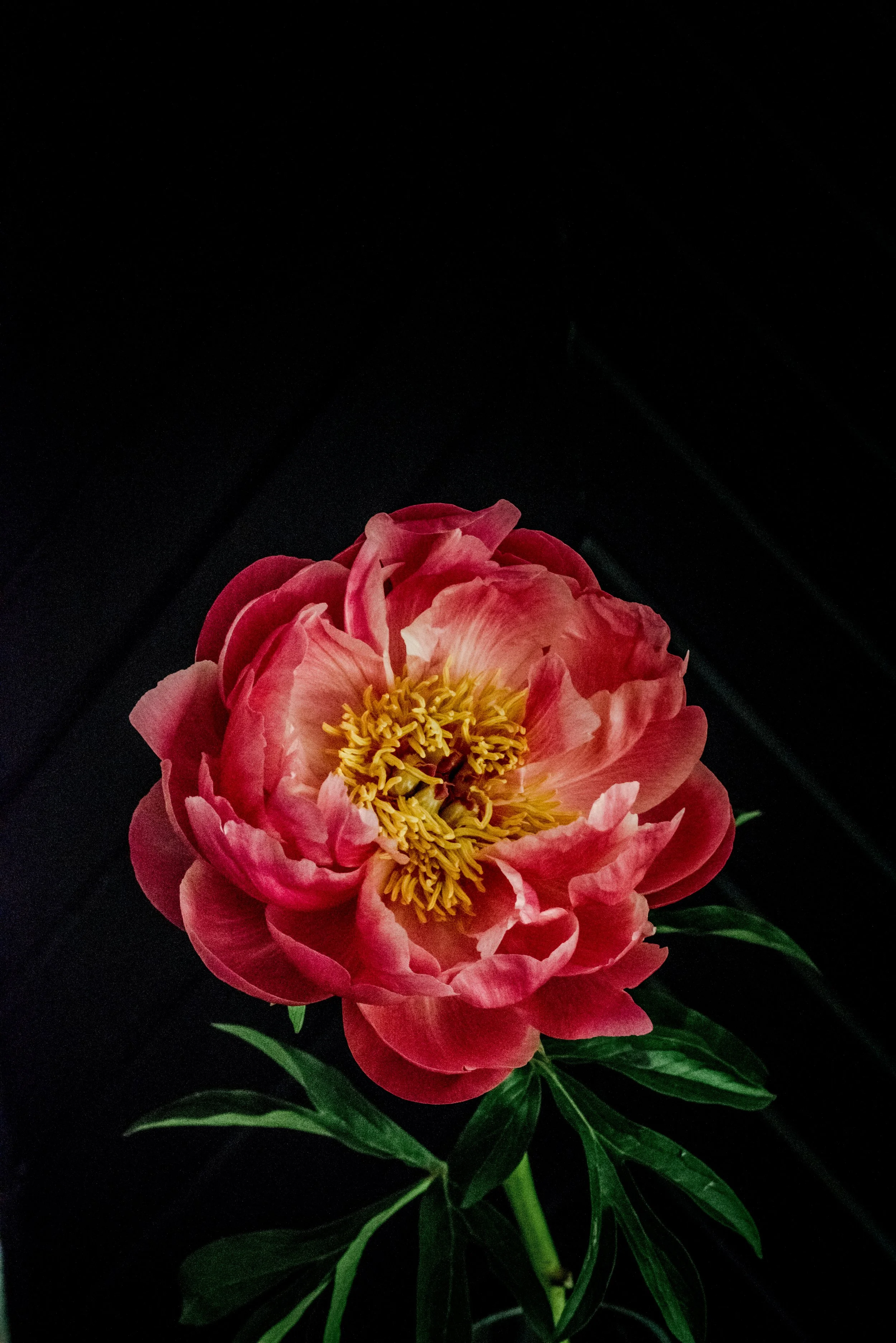 peony-nature-beauty-love-1.jpg