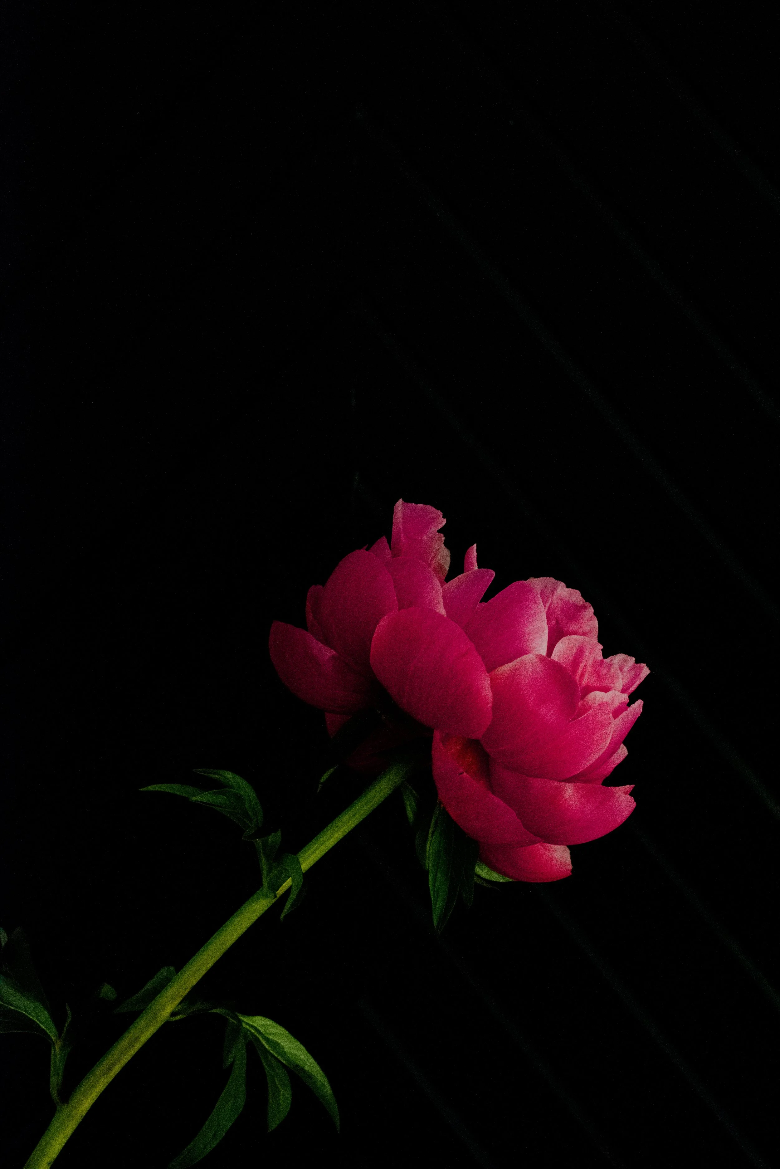 peony-nature-beauty-love-8.jpg
