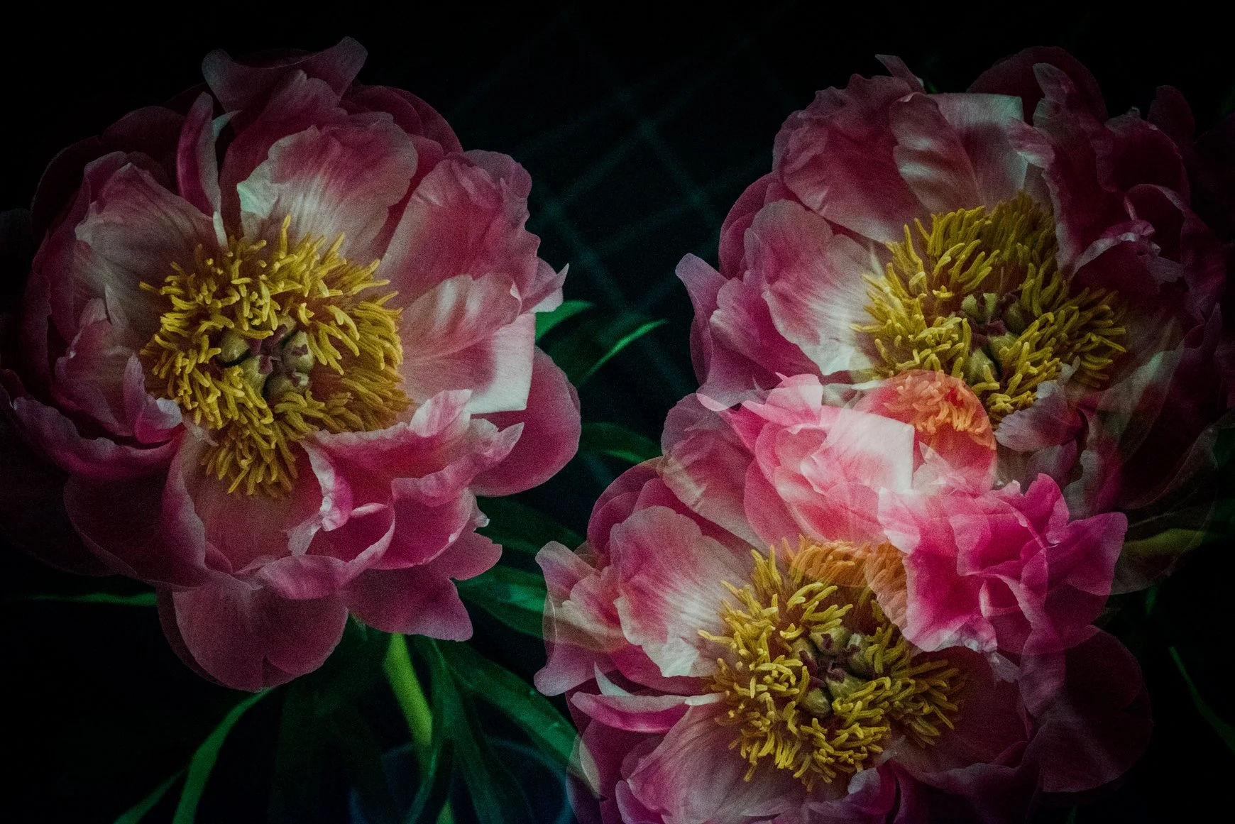 peony-nature-beauty-love-4.jpg