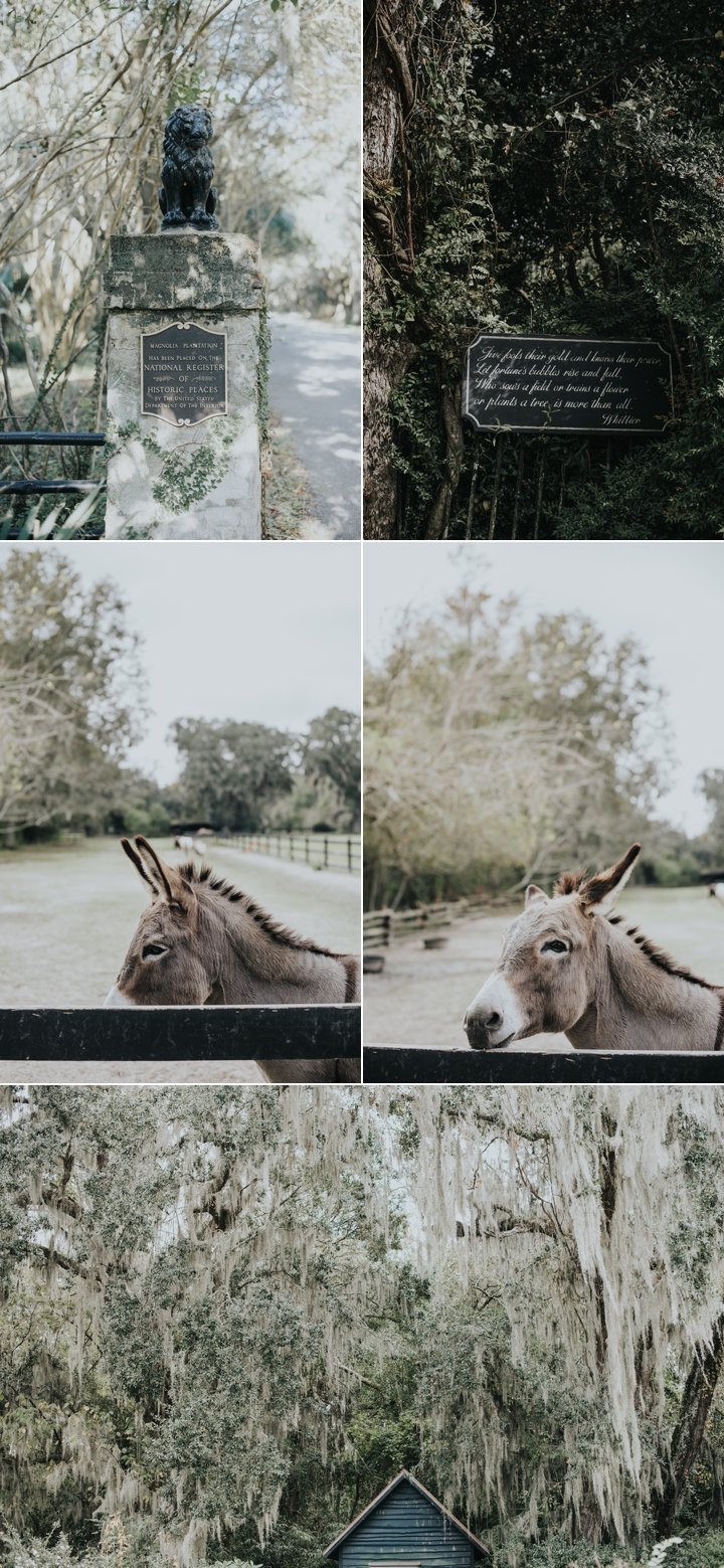 magnolia plantation weddings charleston sc 5.jpg