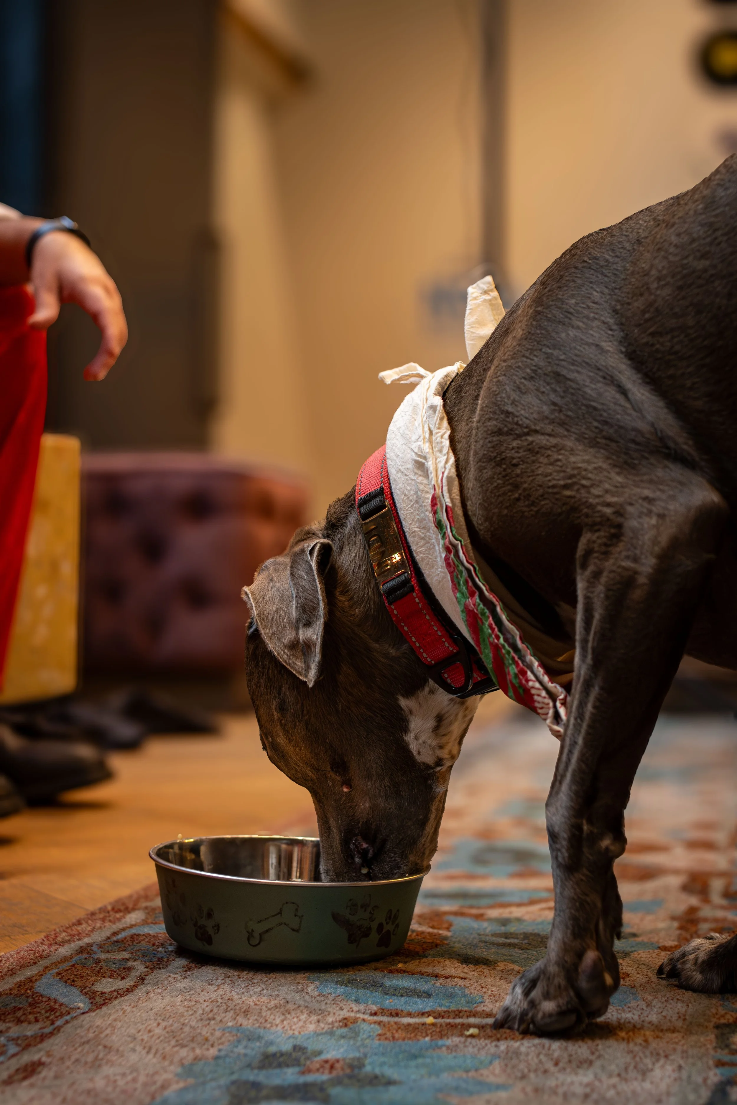 puppyportraits-16.jpg