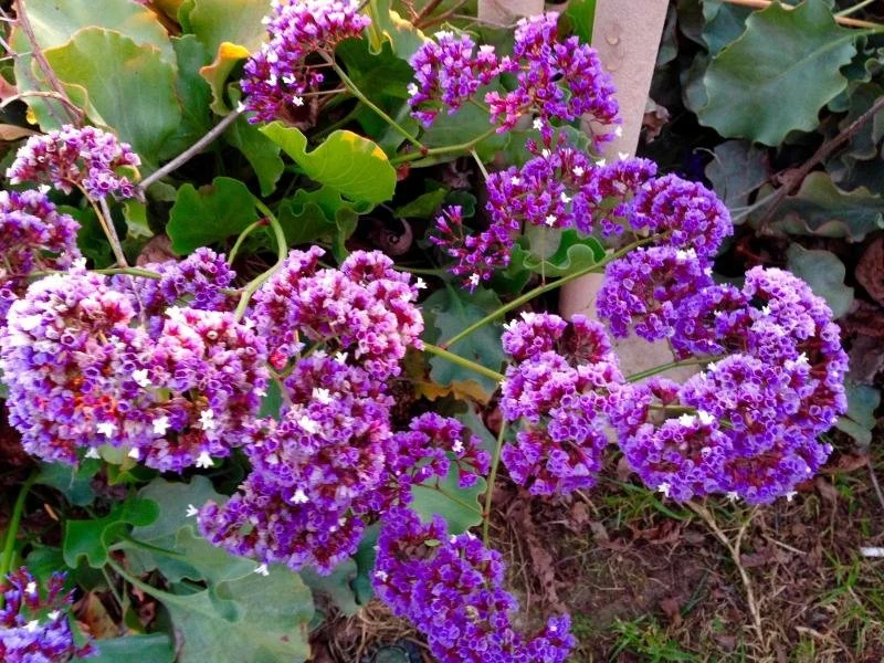 Close-up of purple and pink lantana flowers with green leaves in a garden.