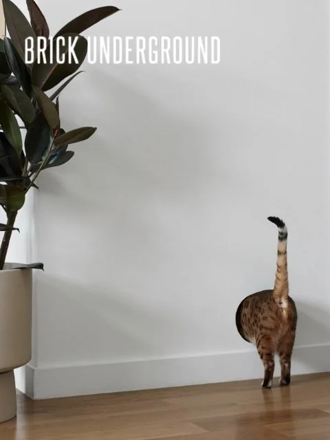 How to make your NYC renovation more pet-friendly