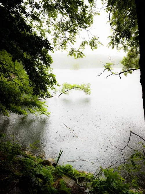 Pond in the Rain