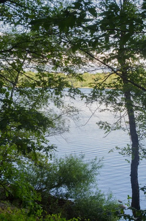 Pond Trees 1