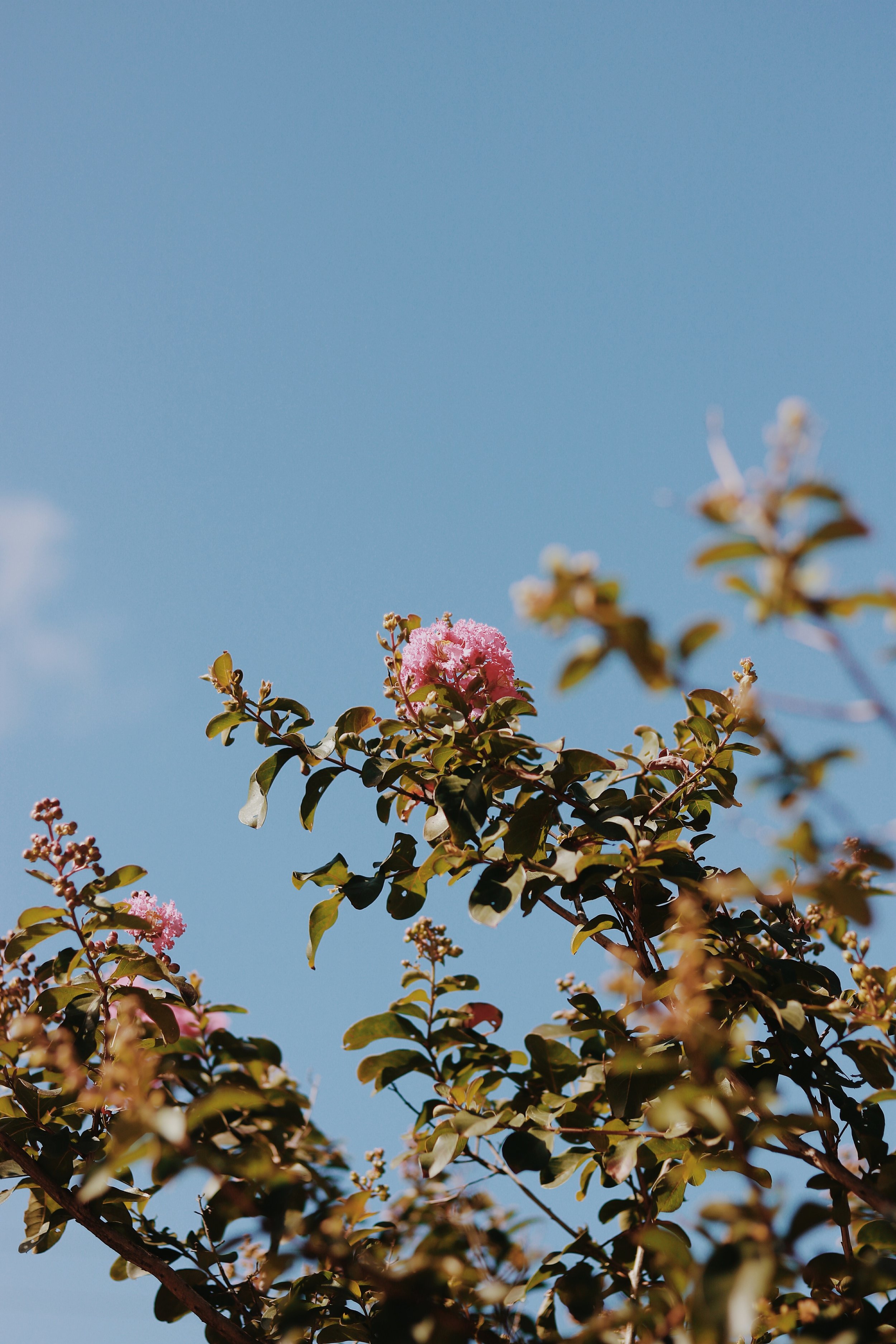 Branches of a flowering shrub with pink and white blossoms against a clear blue sky.