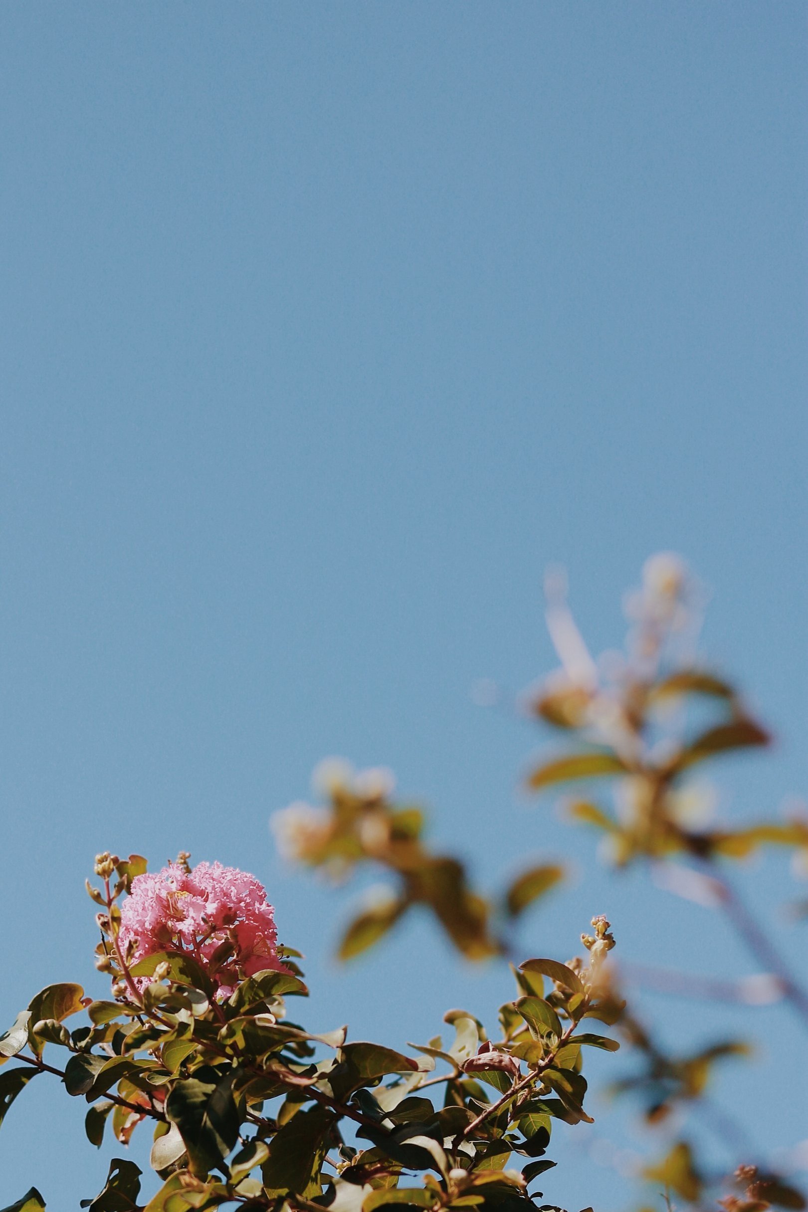 Pink flower blooming on a bush against a clear blue sky.