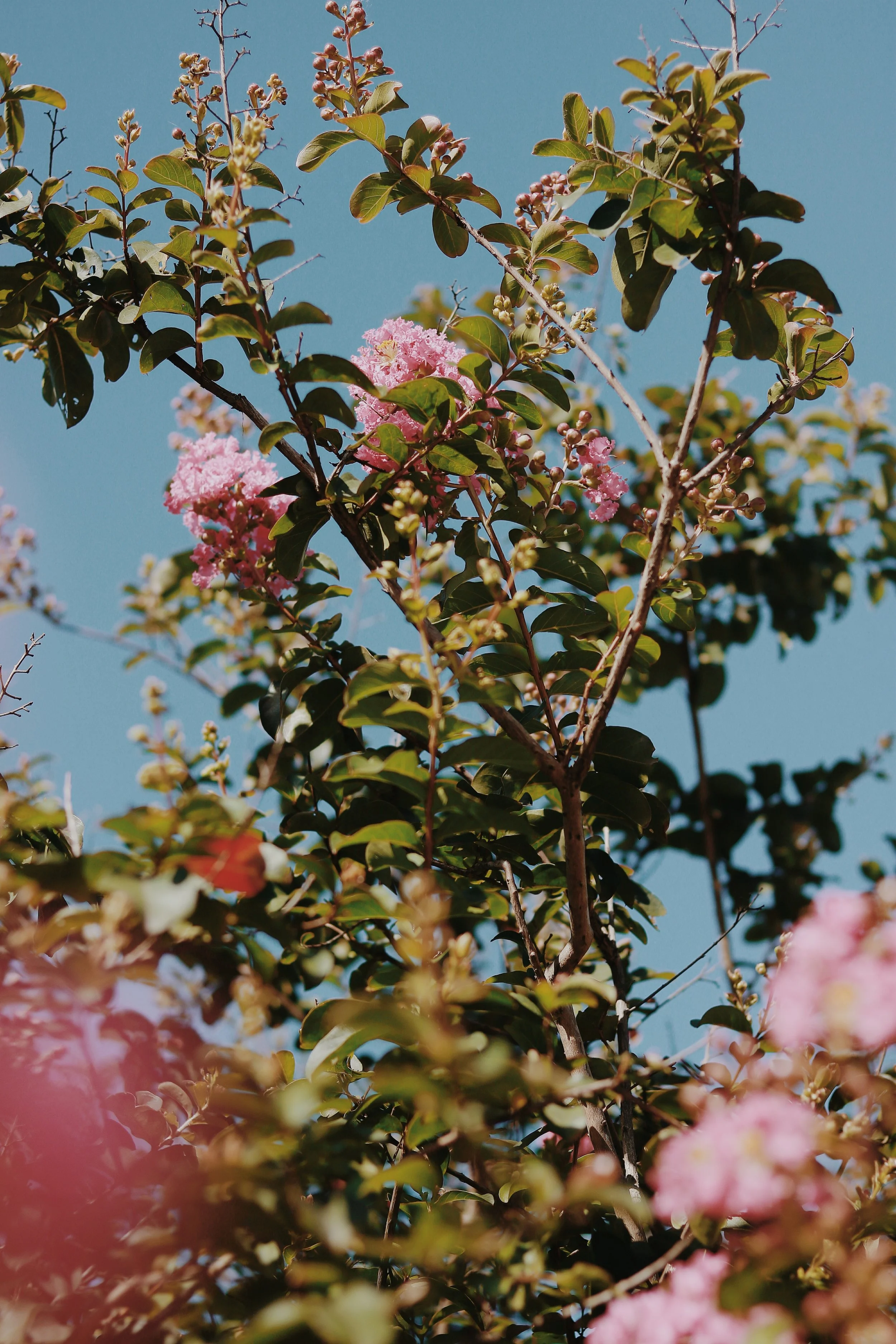 Pink flowers and green leaves on a tree against a blue sky.