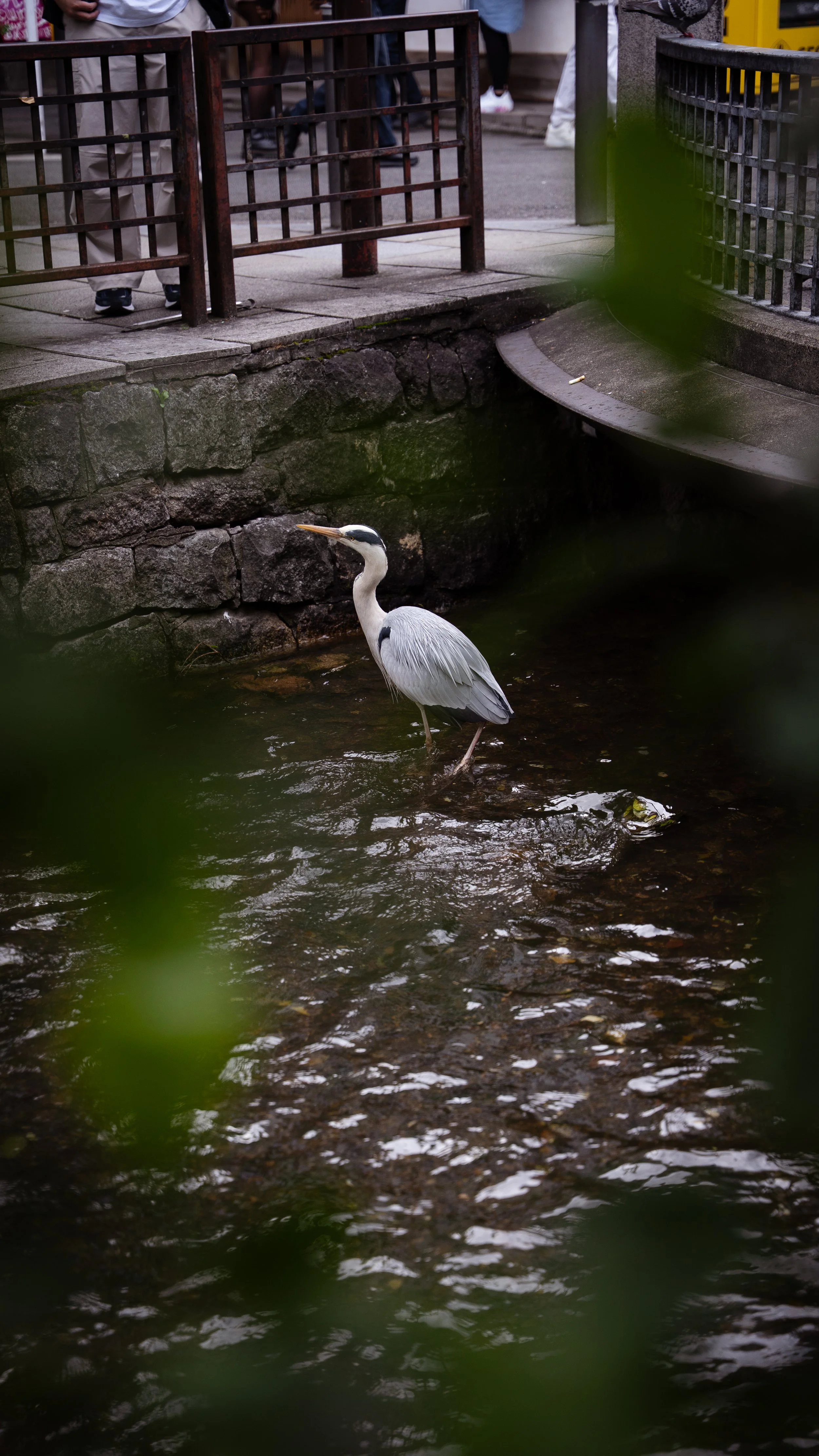 DSC02547.jpg