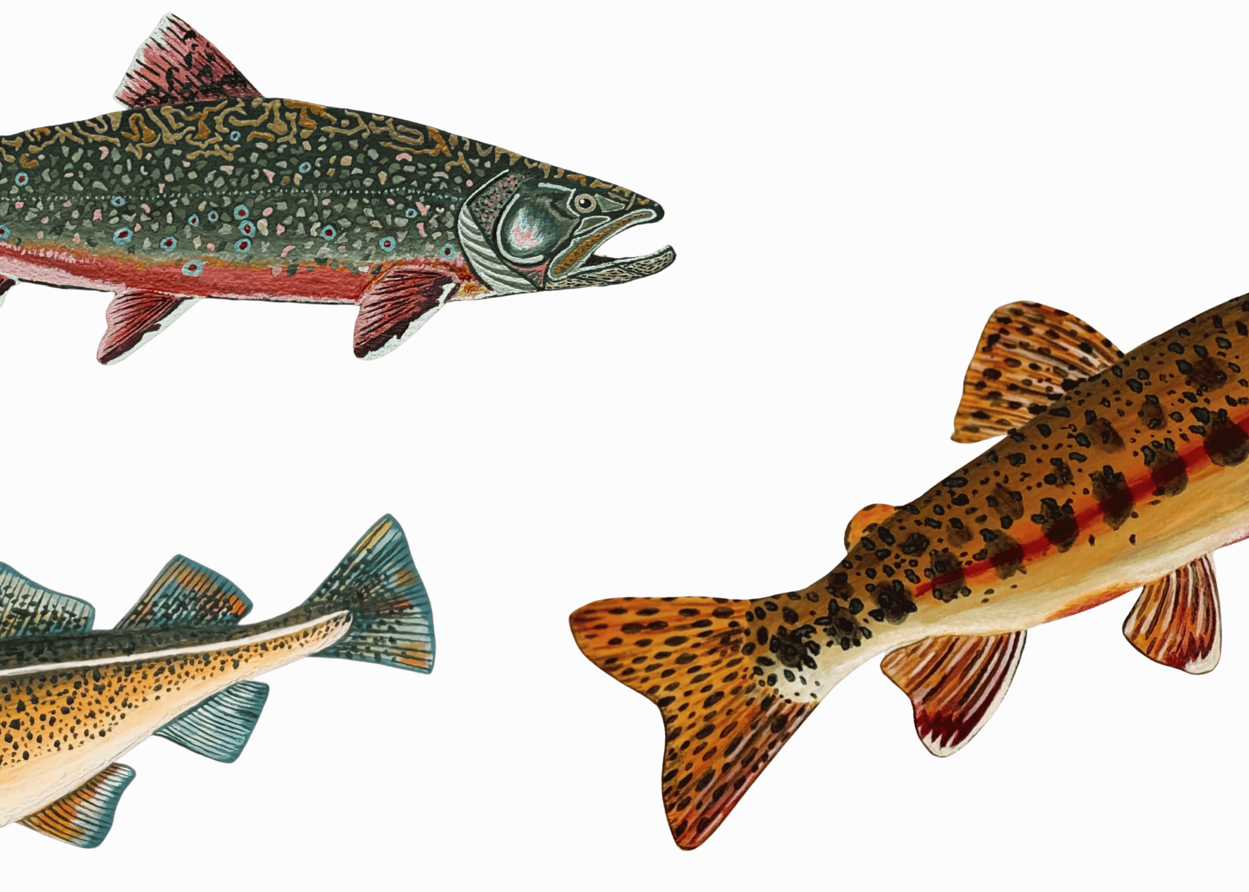 FIELD NOTES — Your Trout Might Not Be a Trout