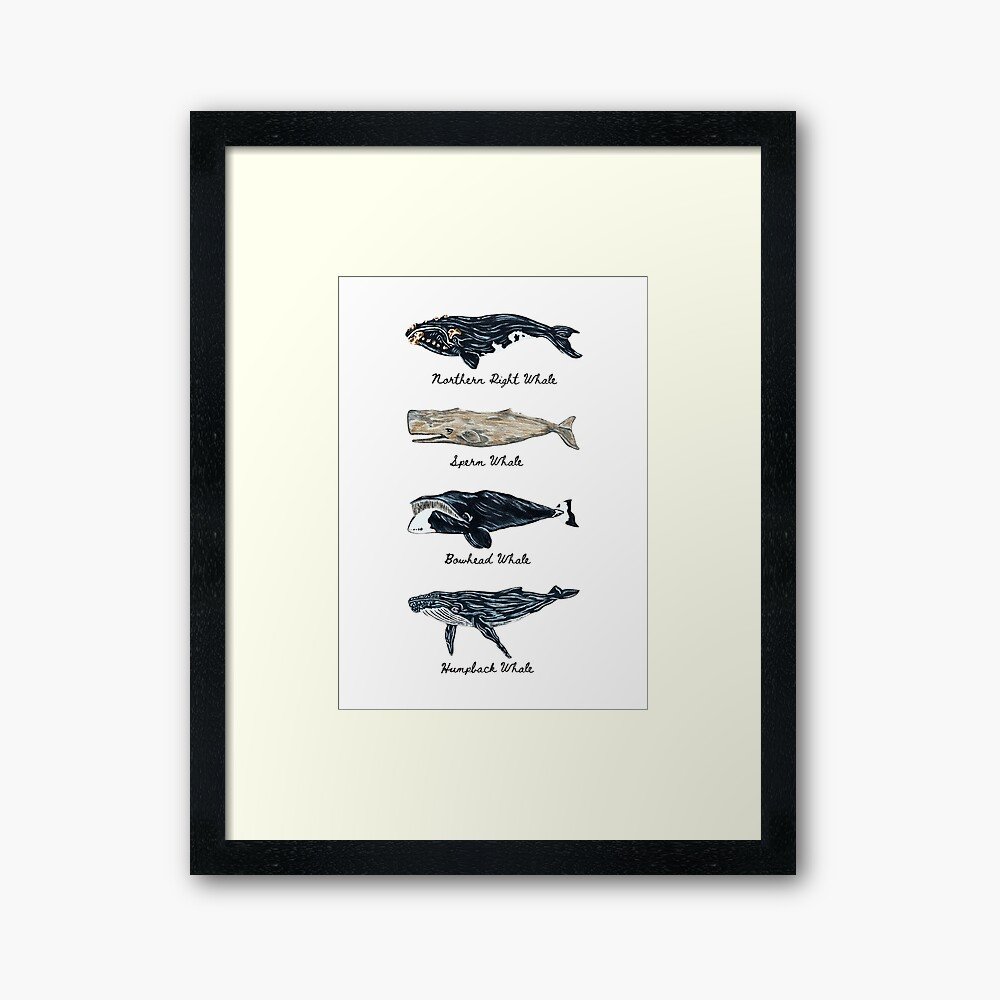 Whales | Framed/Unframed Print