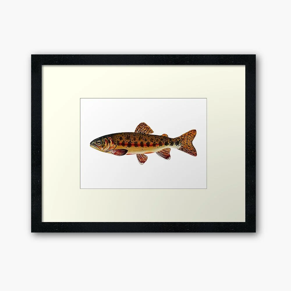 Golden Trout | Framed/Unframed Print